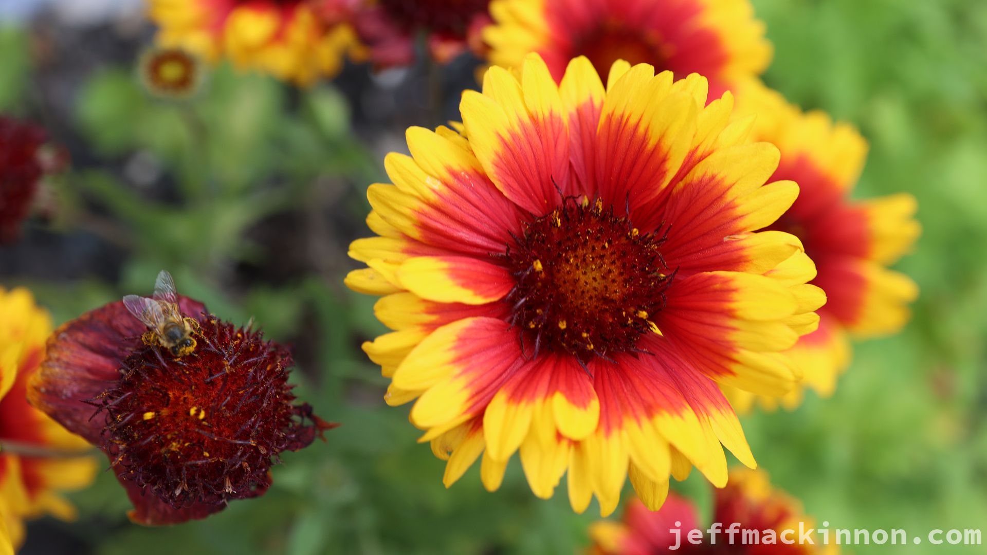 Bright orange and yellow flower with a bee