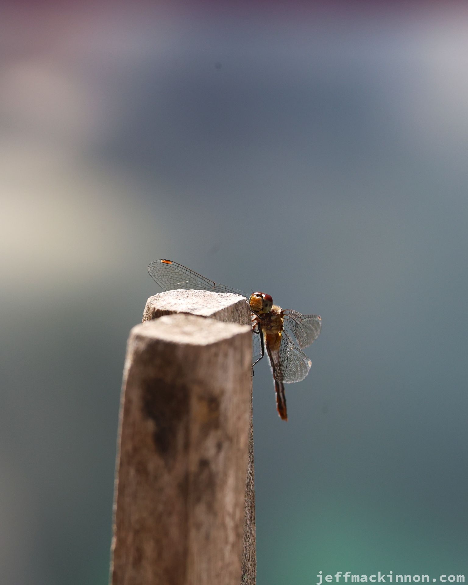 dragon fly on a stick