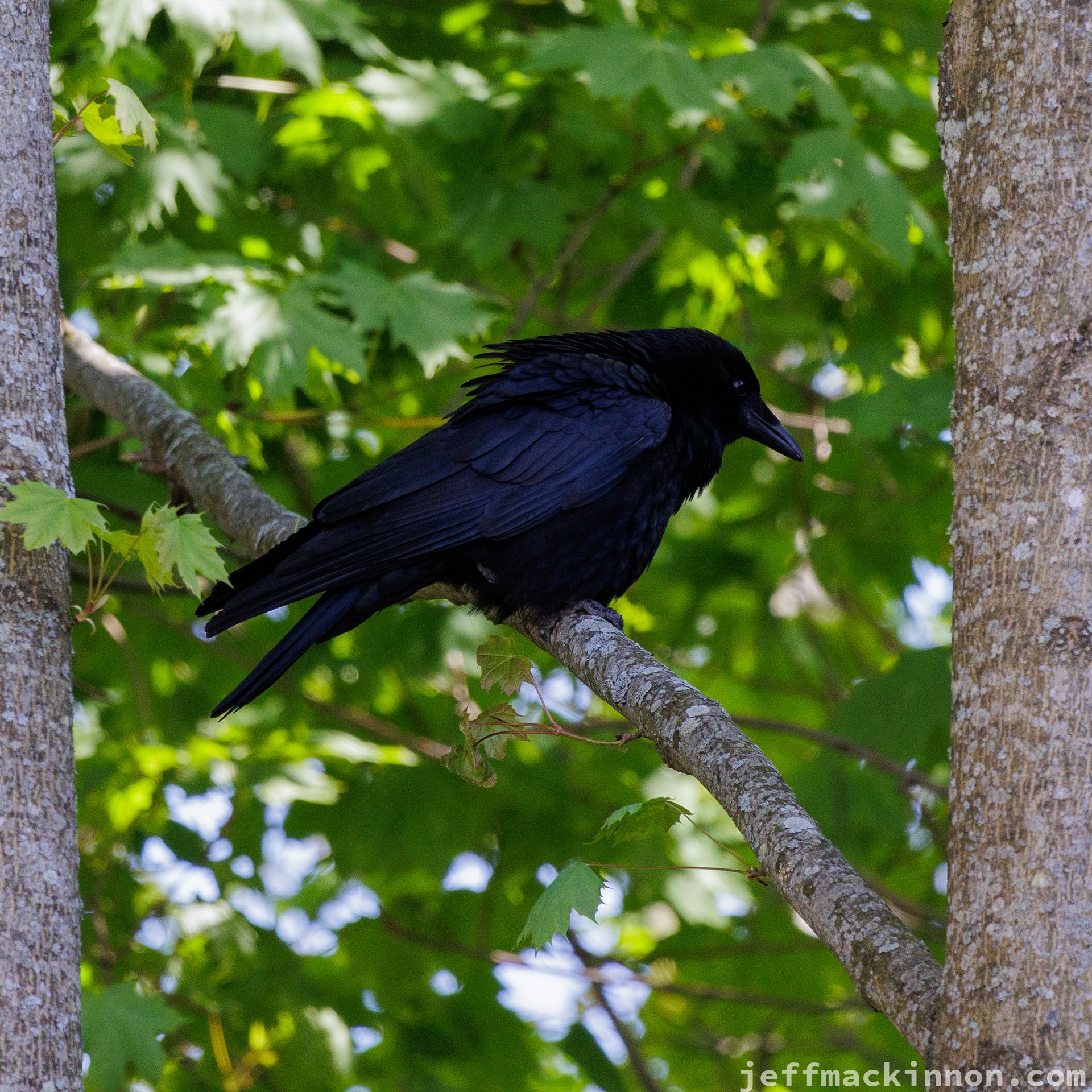 Puffed up Crow