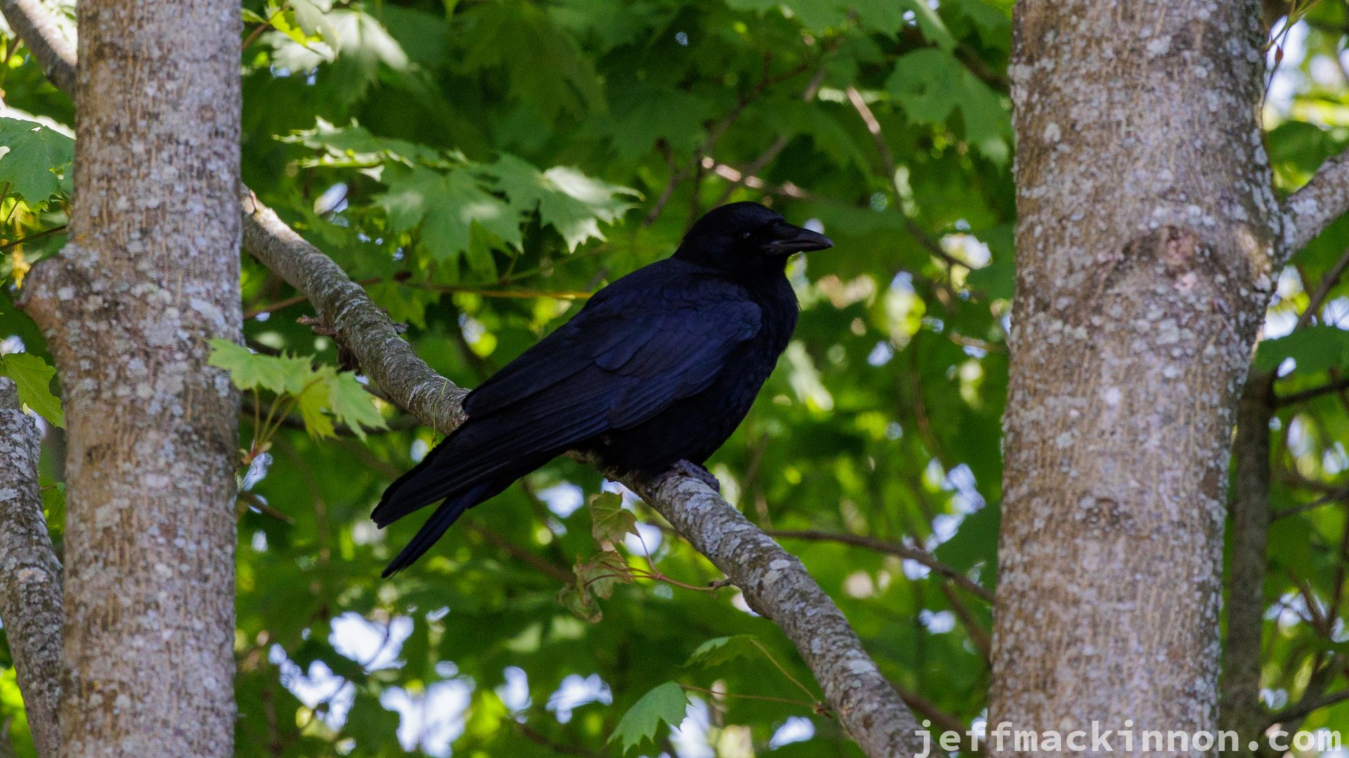 Crow chilling on a branch