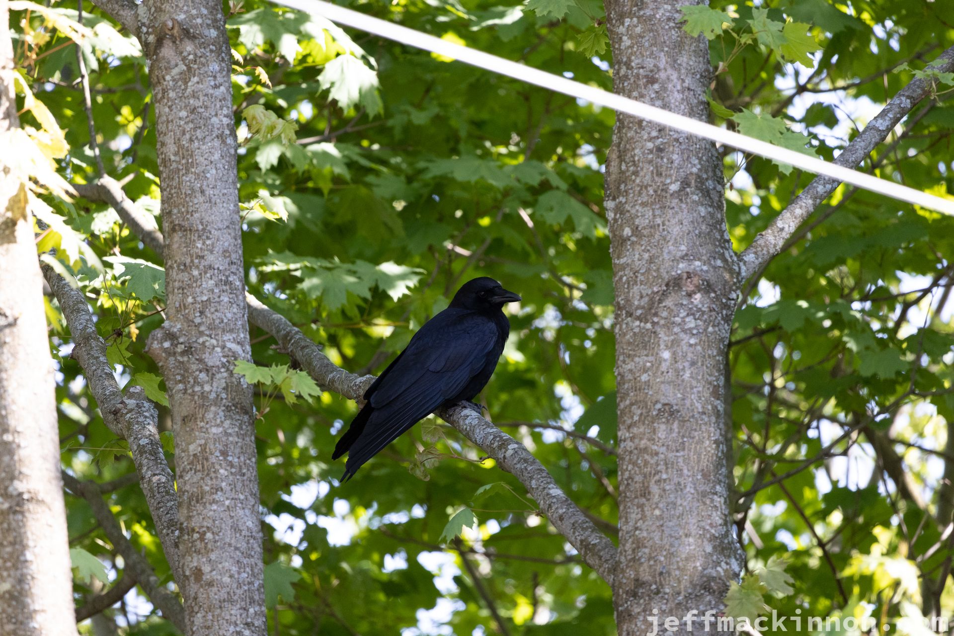 Crow Chilling