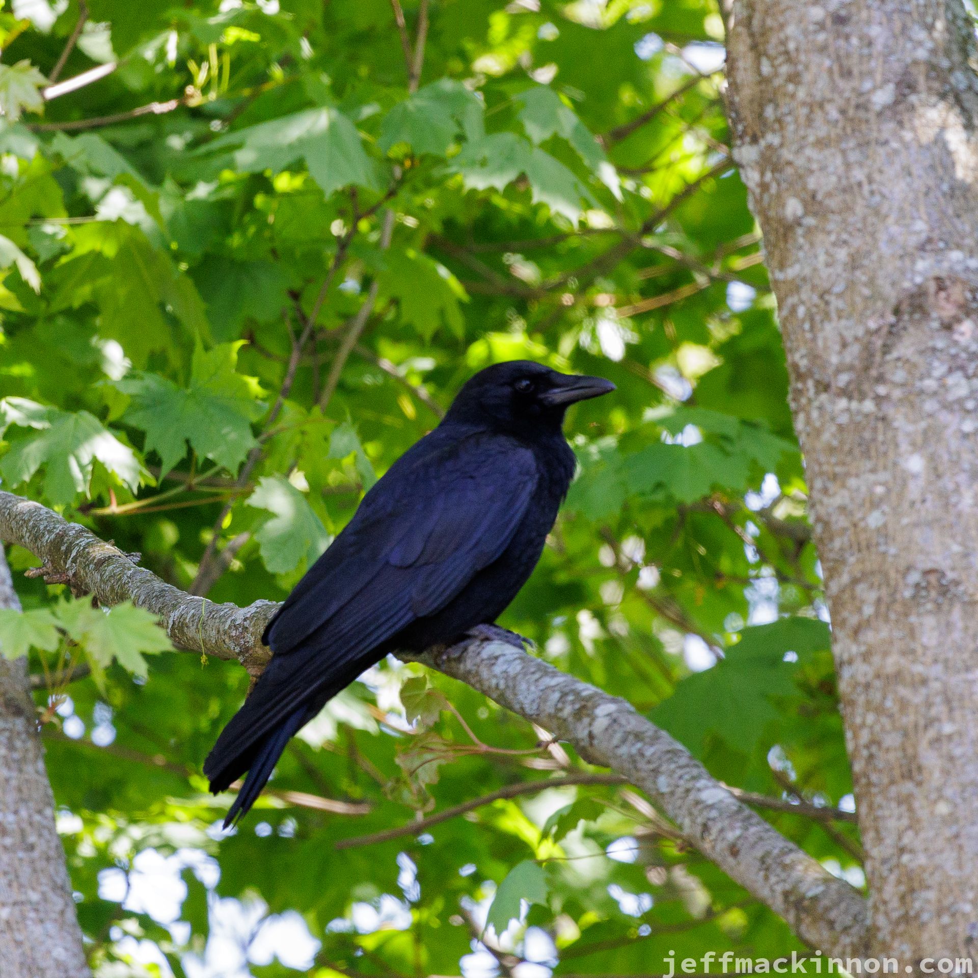 Crow Chilling