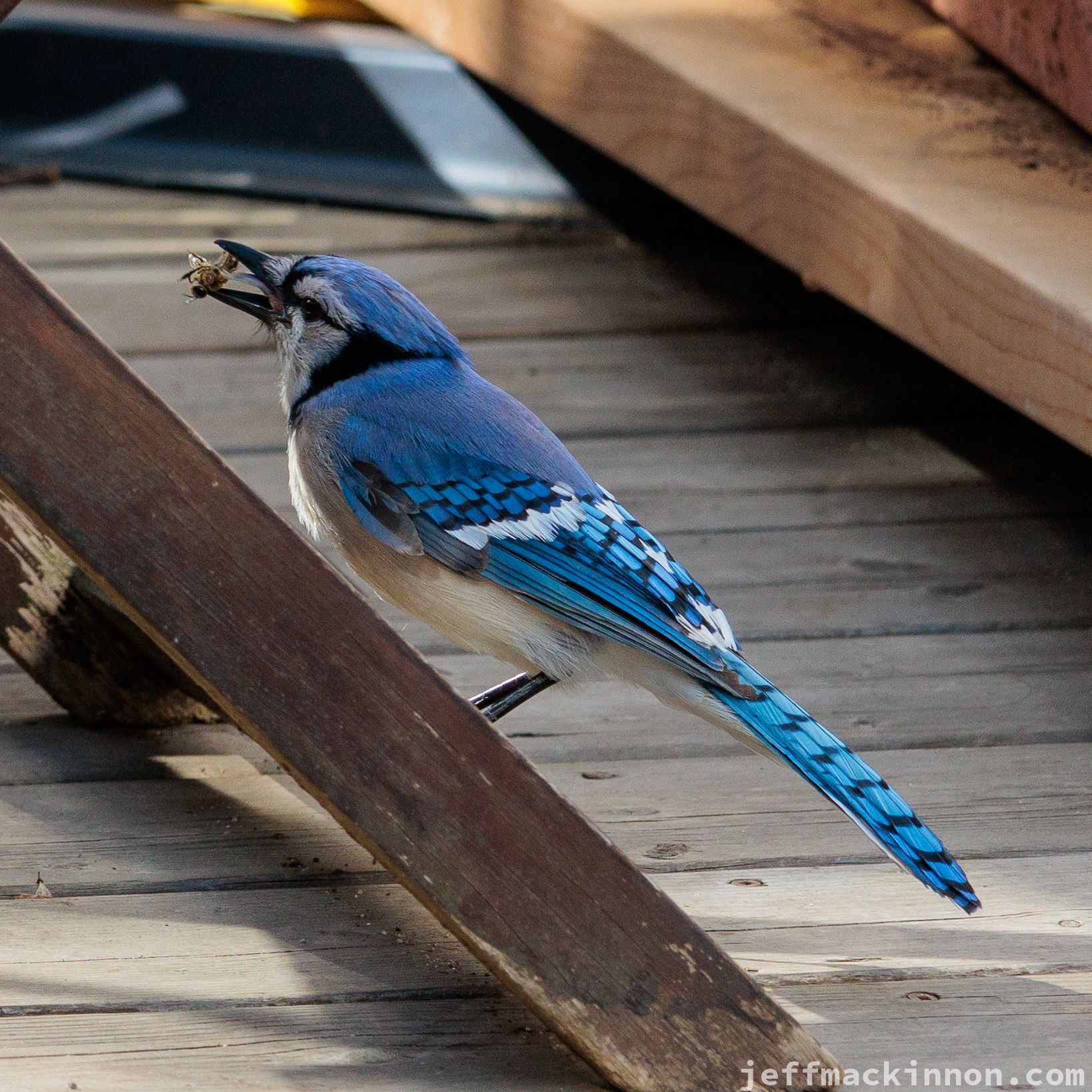 Blue Jay eating a honey bee