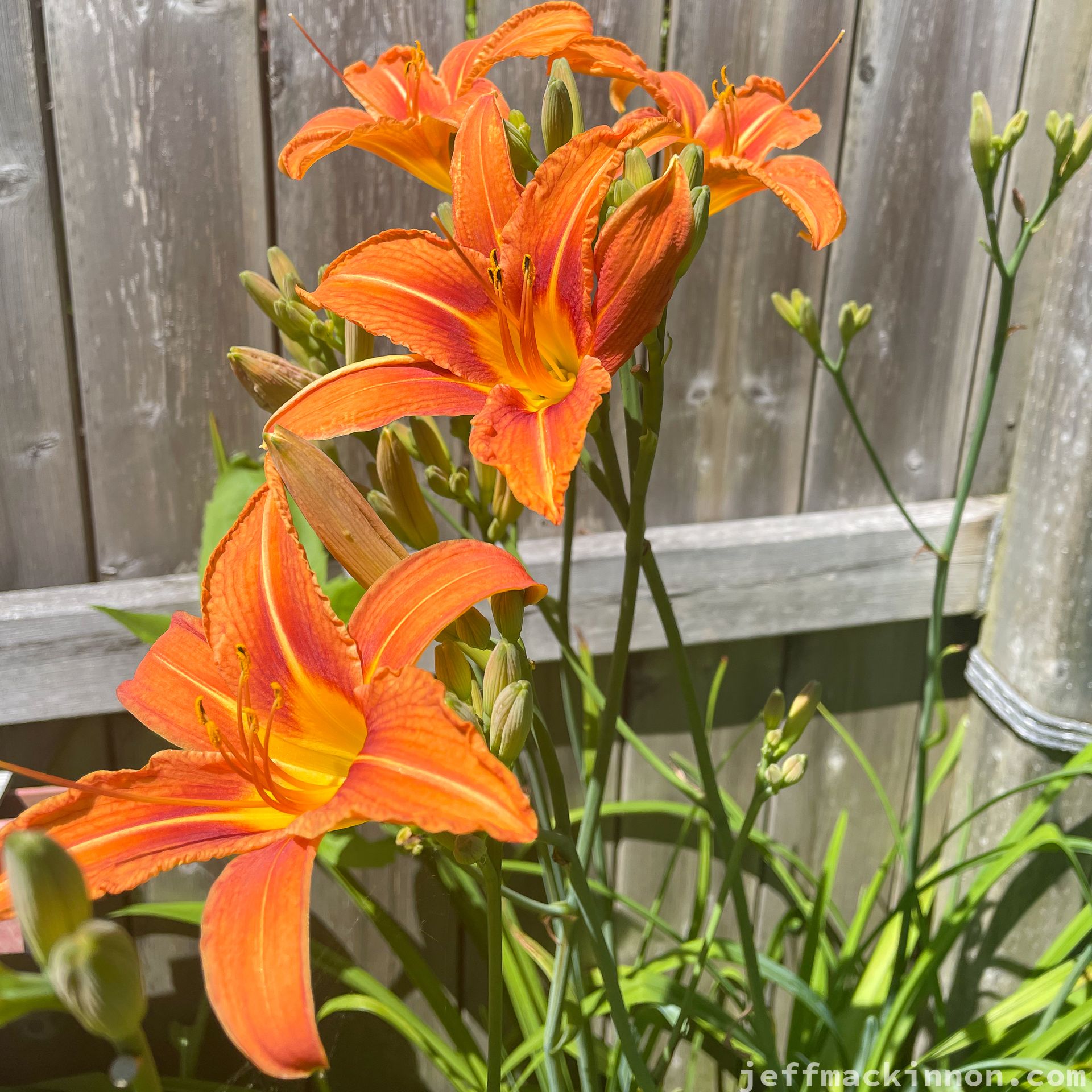 lily