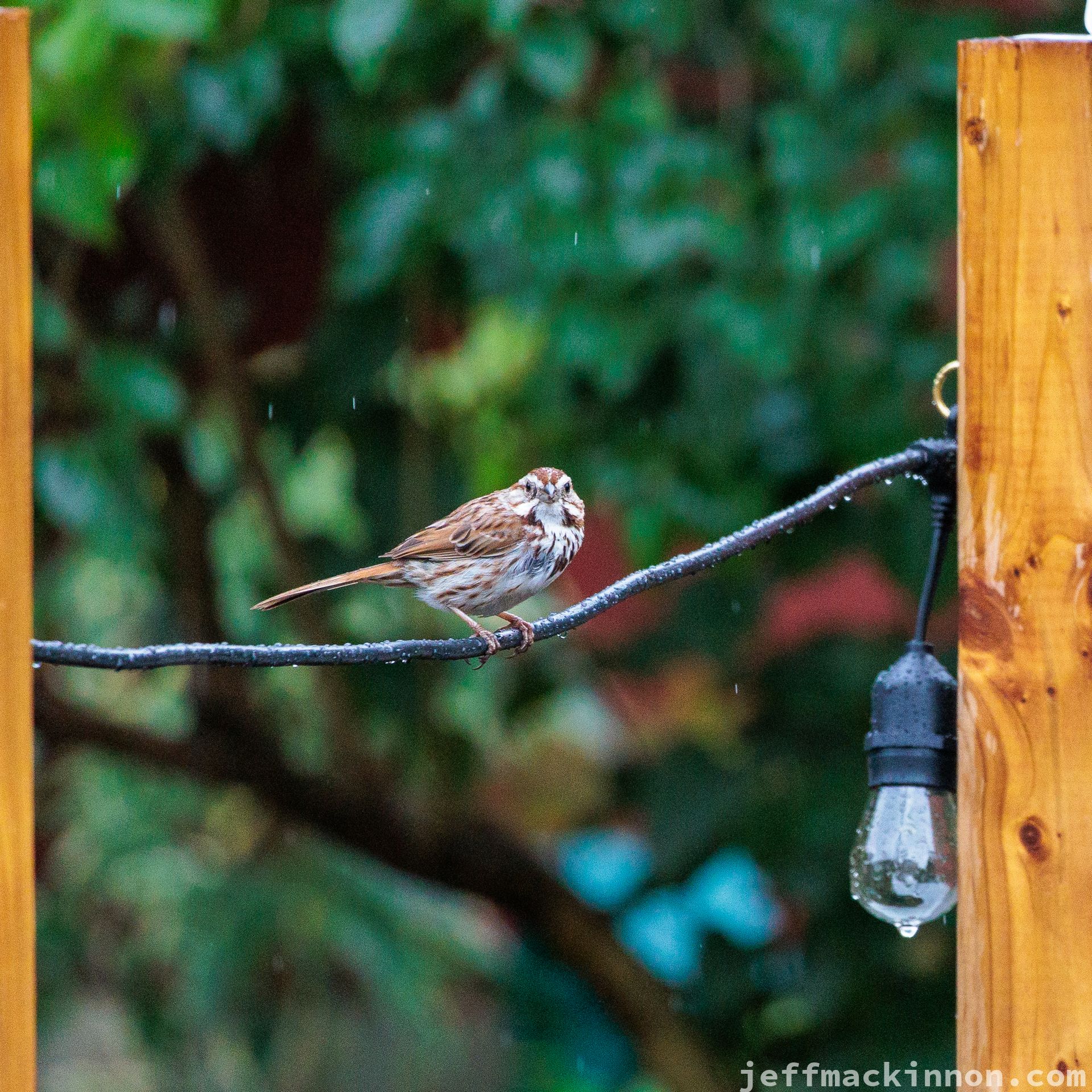 A little bird looking at the camera in the rain