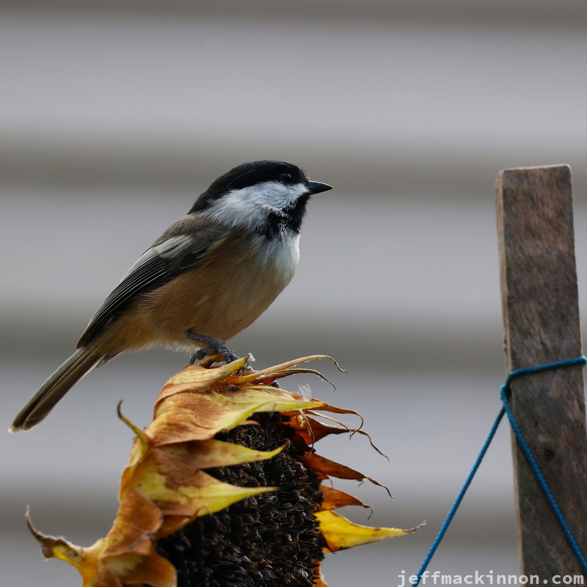 chickadee sitting on a dried sunflower
