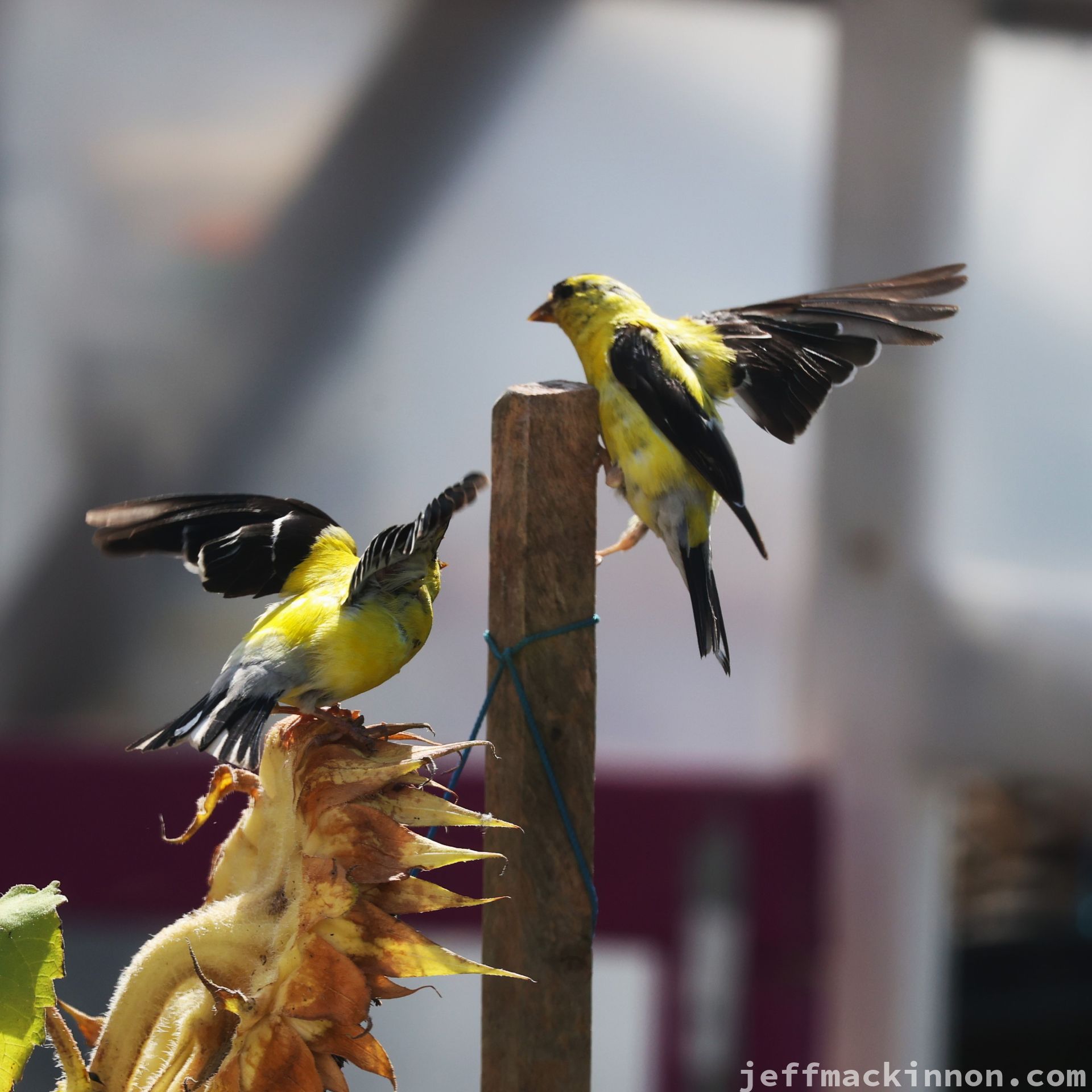 two small birds vying for space on the sunflower.