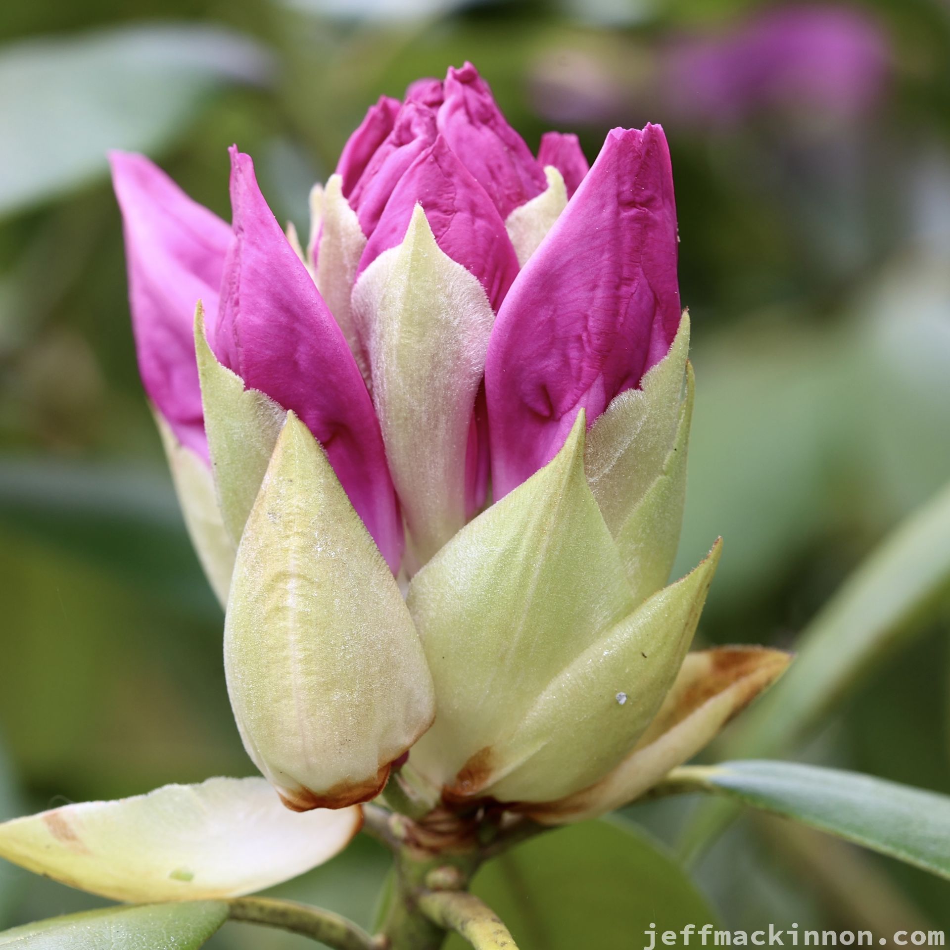 purple rhododendron flowers emerging from there buds