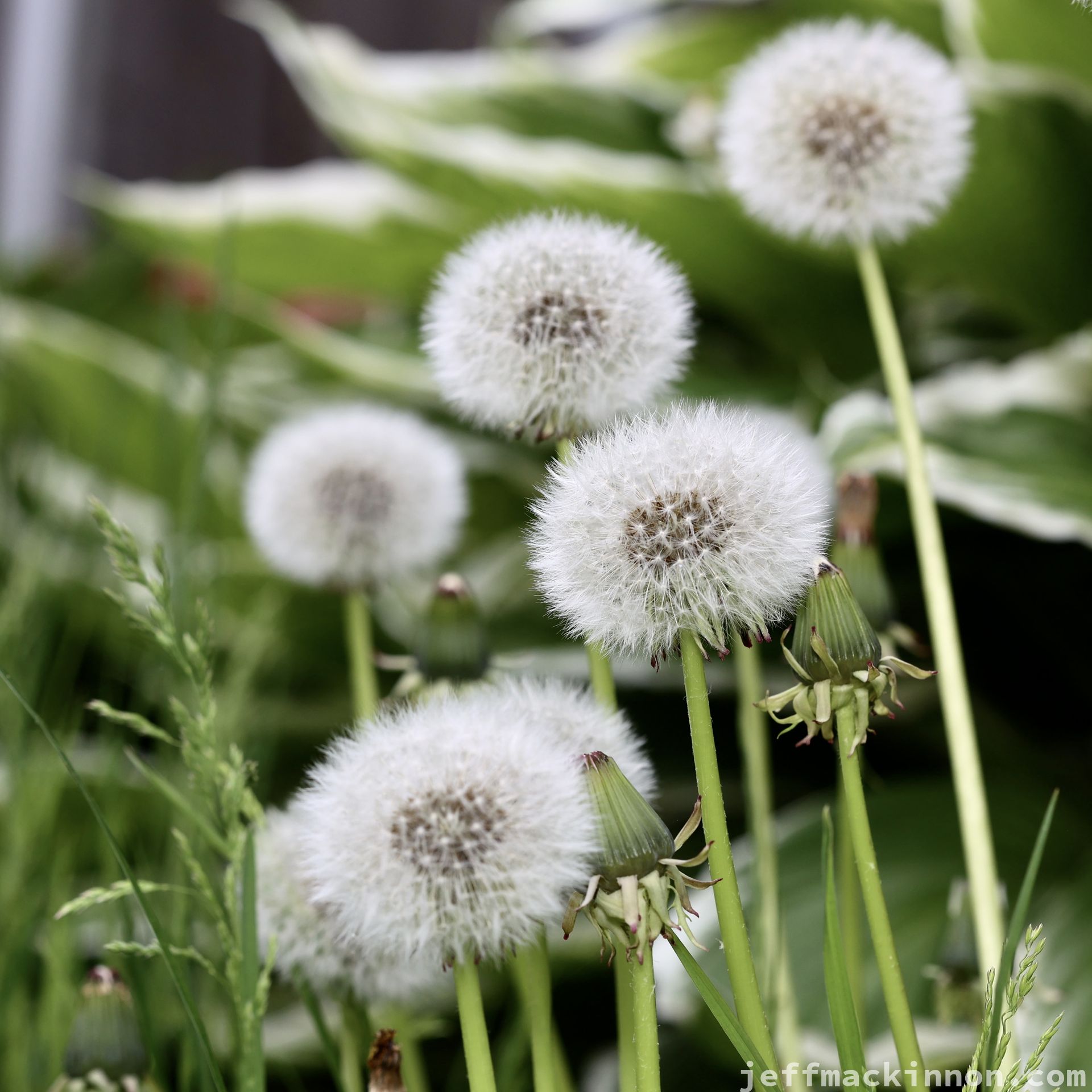 A bunch of dandelions in seed.