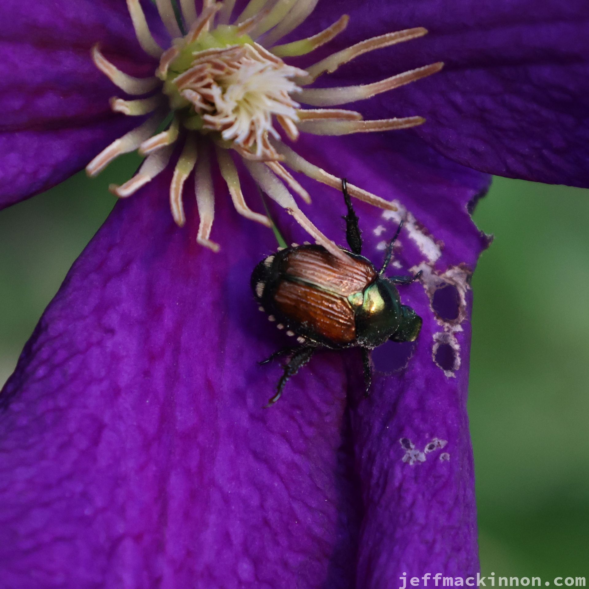 a purple flower petal with a bug on it
