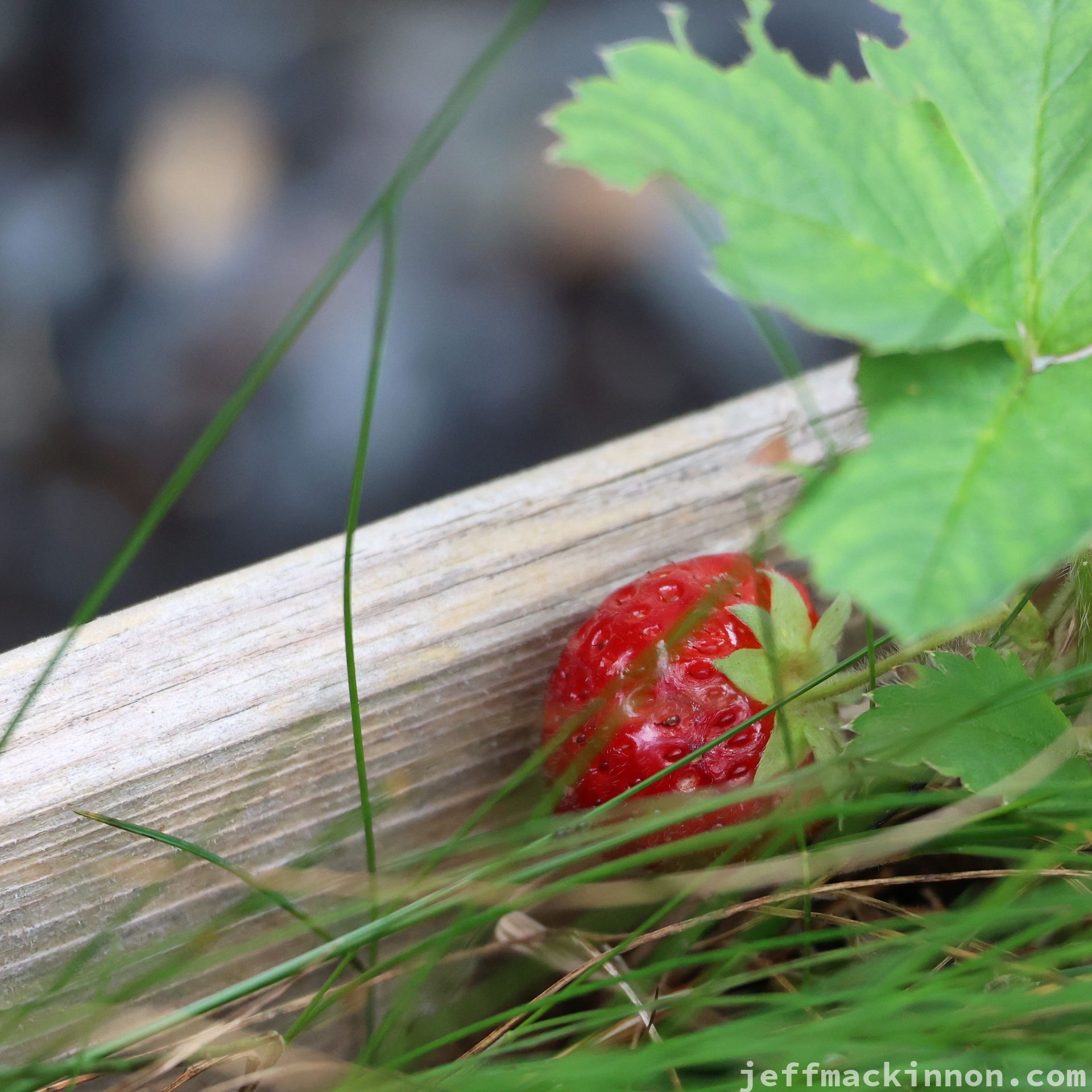 ripe strawberry in some grass