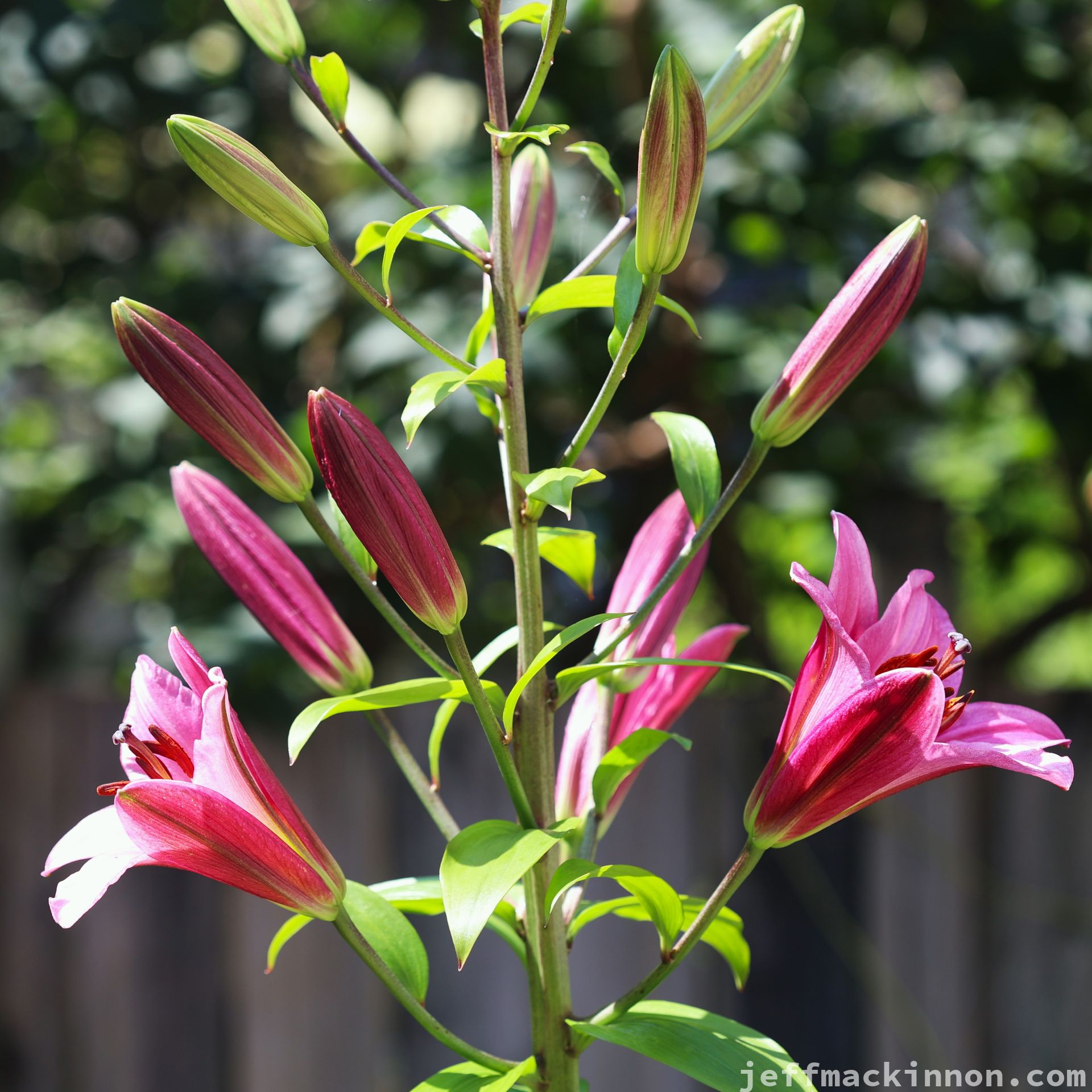 A lily tree full of buds and a couple flowers open.