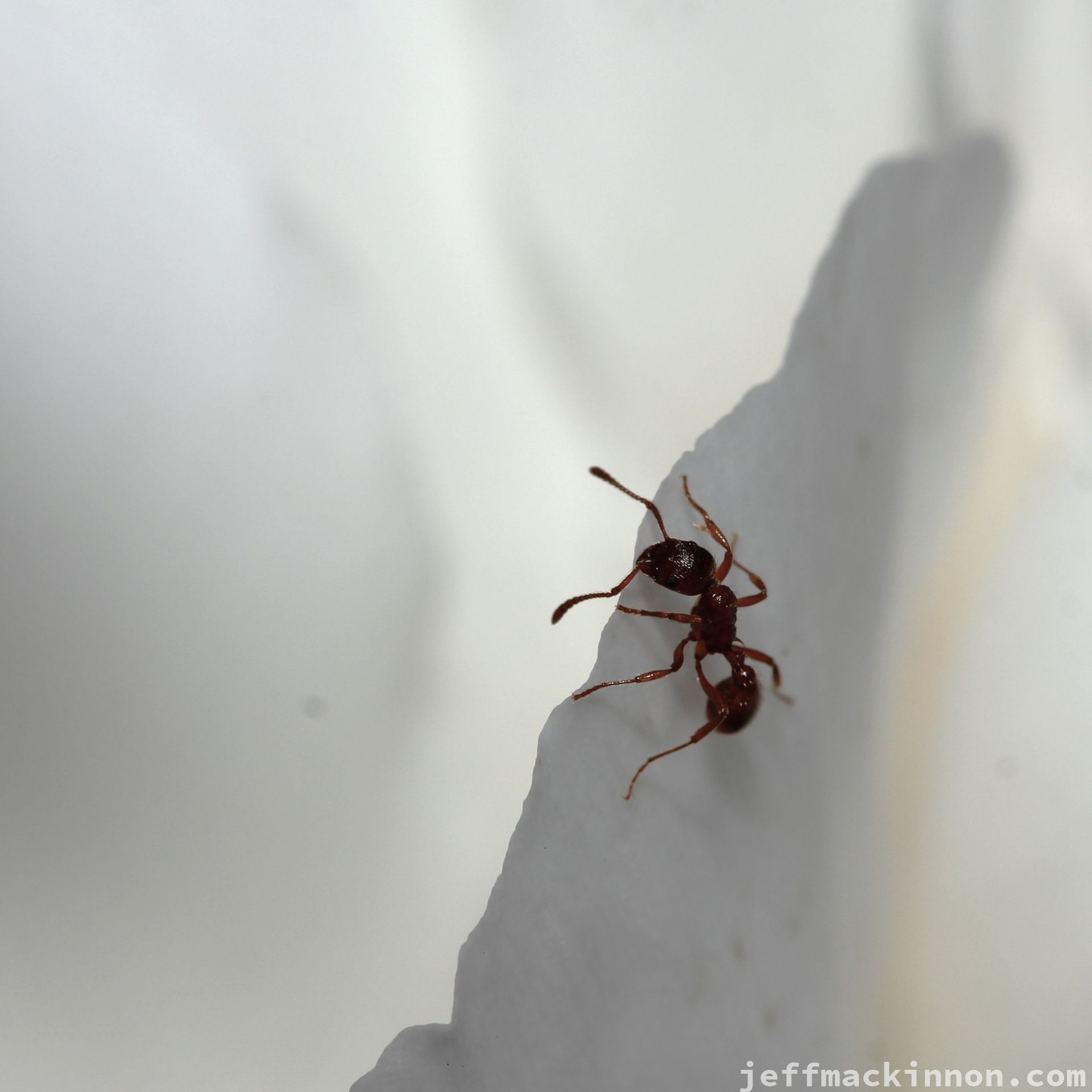 macro ant on a peony petal