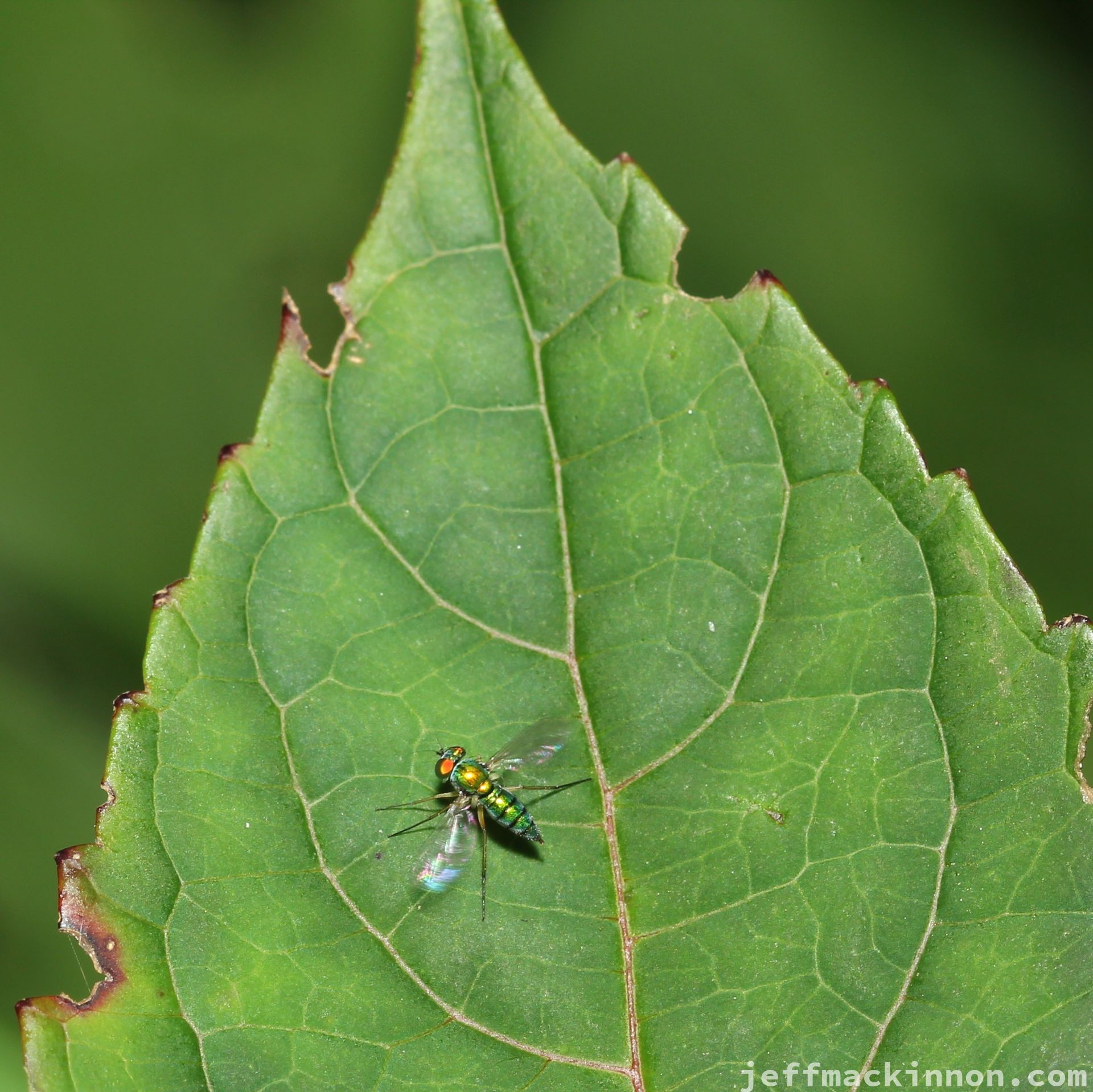 a bug with its wings out taking off on a green leaf.