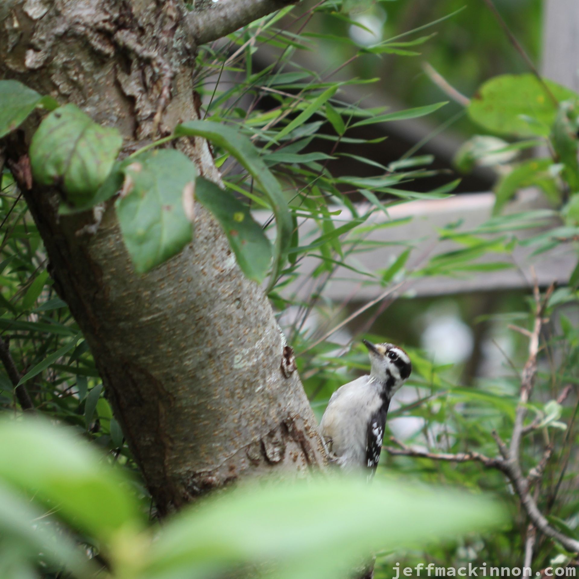 woodpecker in a tree