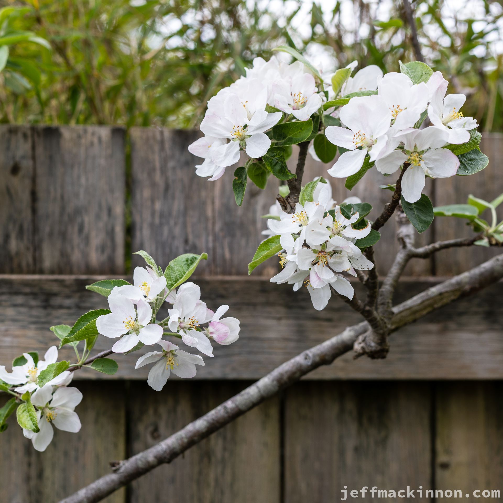 Apple blossoms