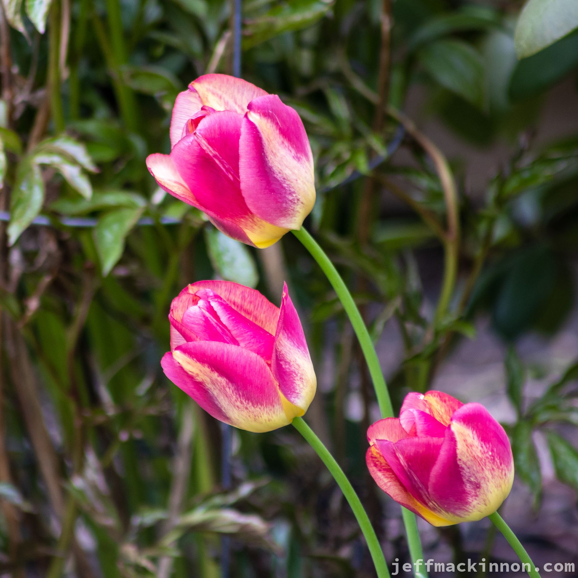 Tulips