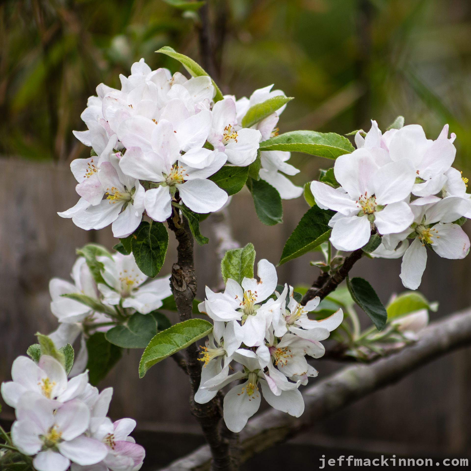 Apple blossoms