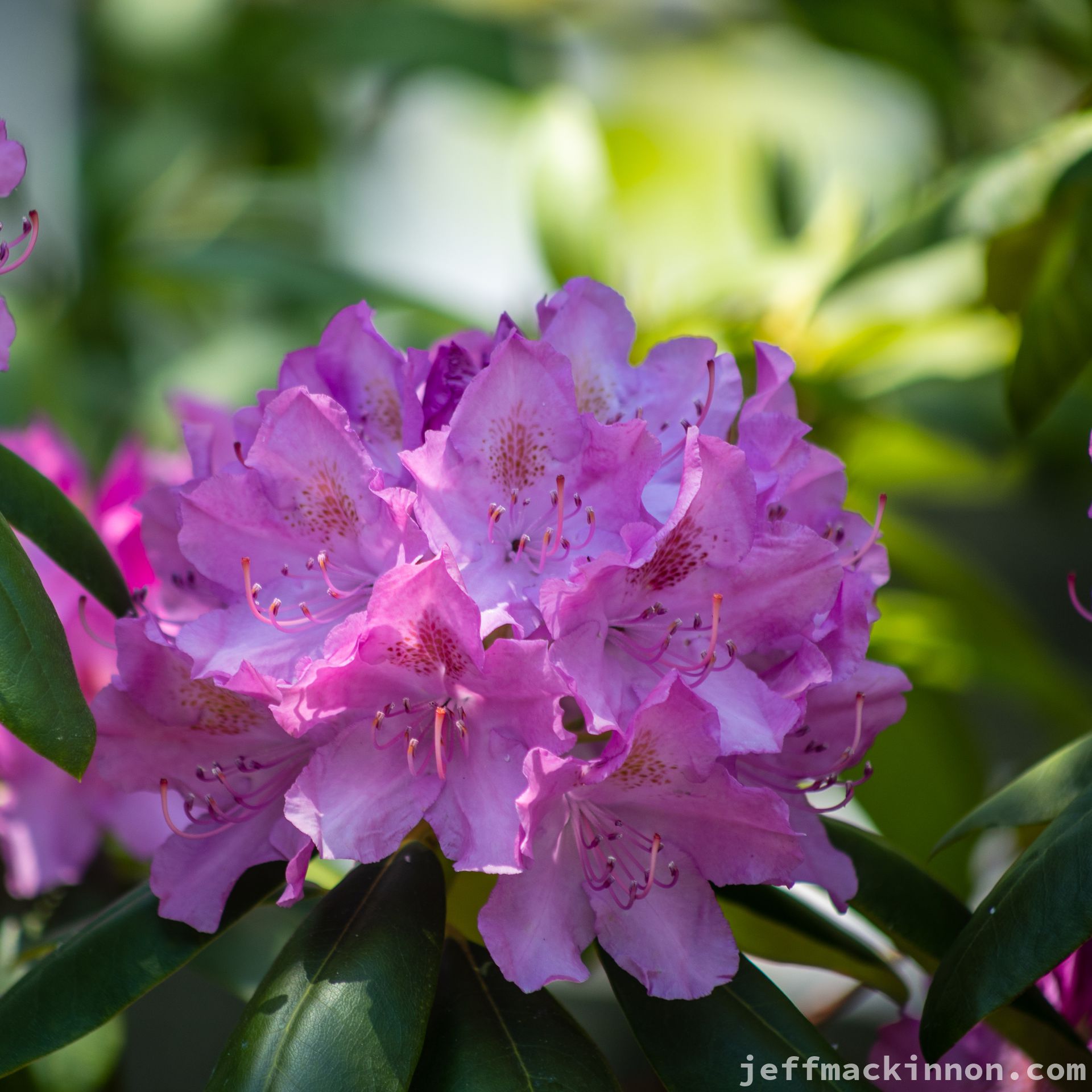 Rhododendron blossoms