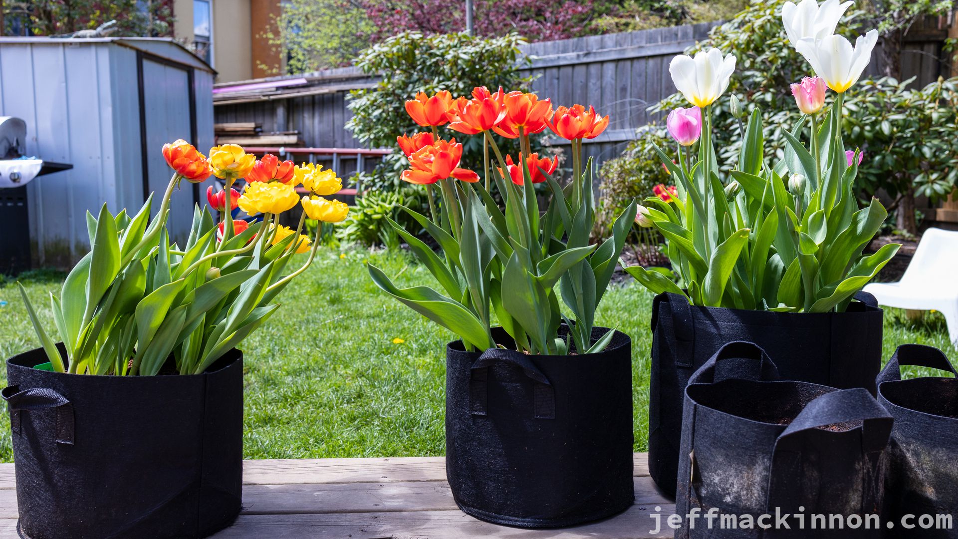 tulips in felt Buckets