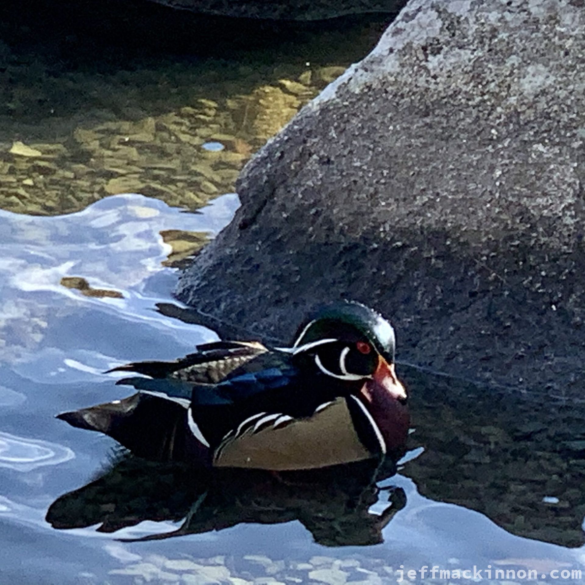 Pretty wood duck on a calm pond.
