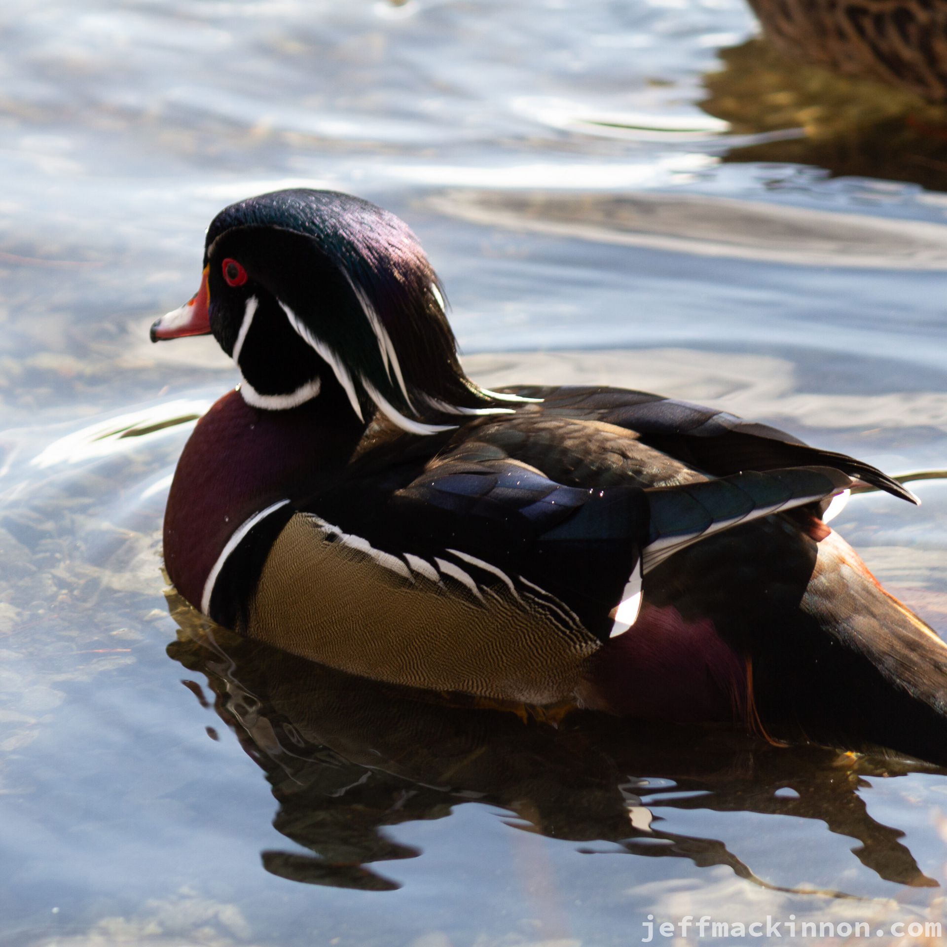 Wood duck in calm water