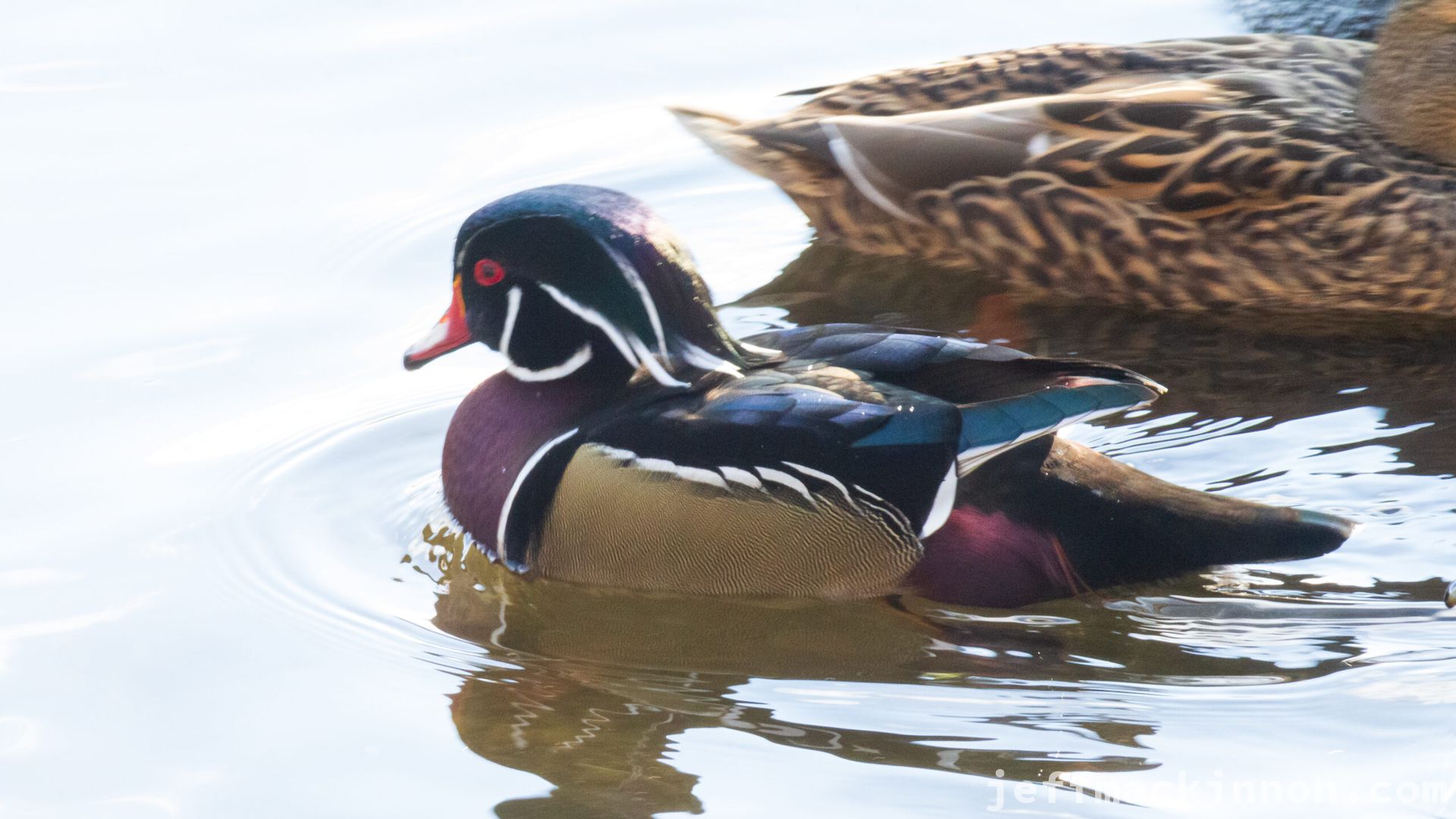 Another of the famous duck.