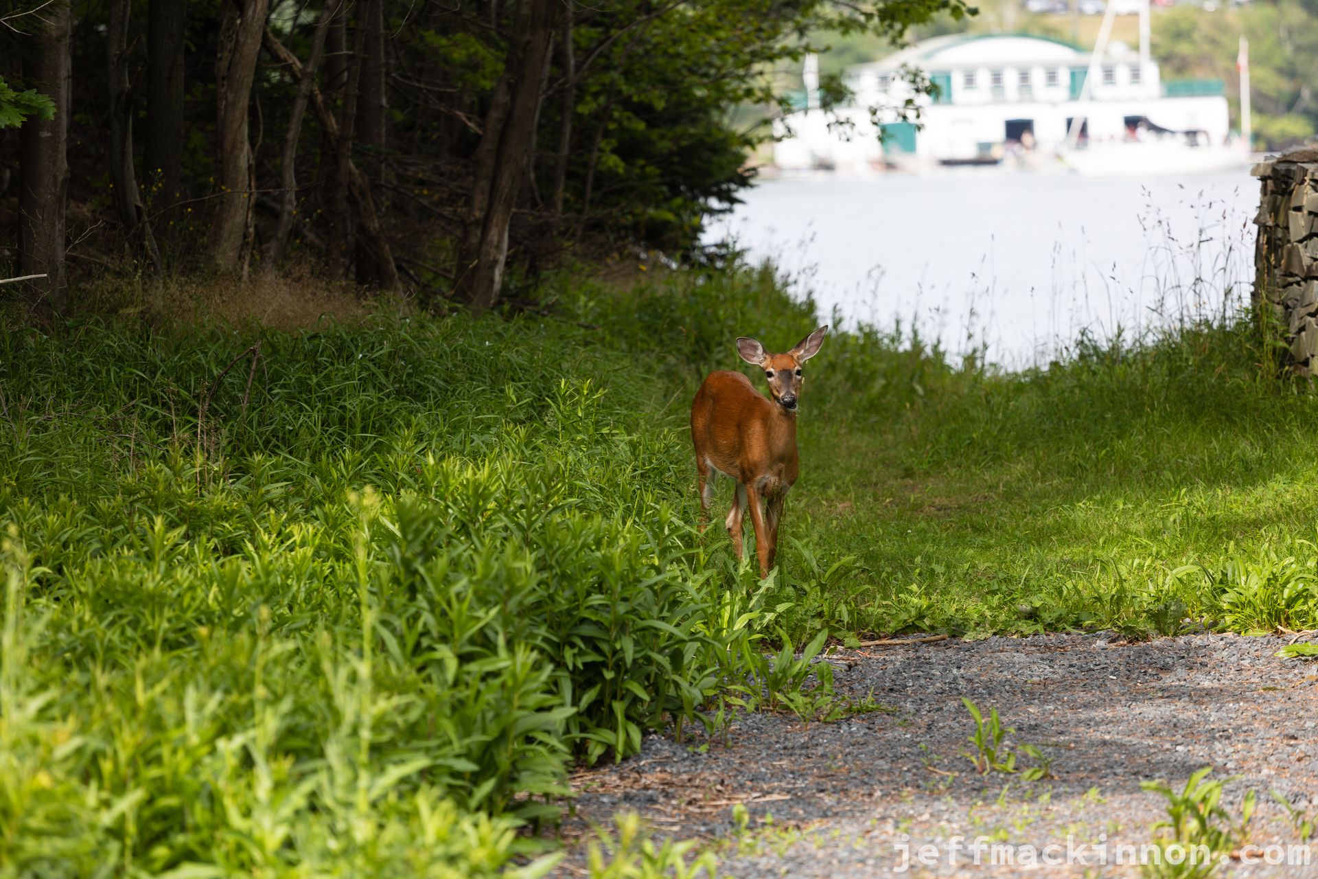 Deer chewing on some leaves