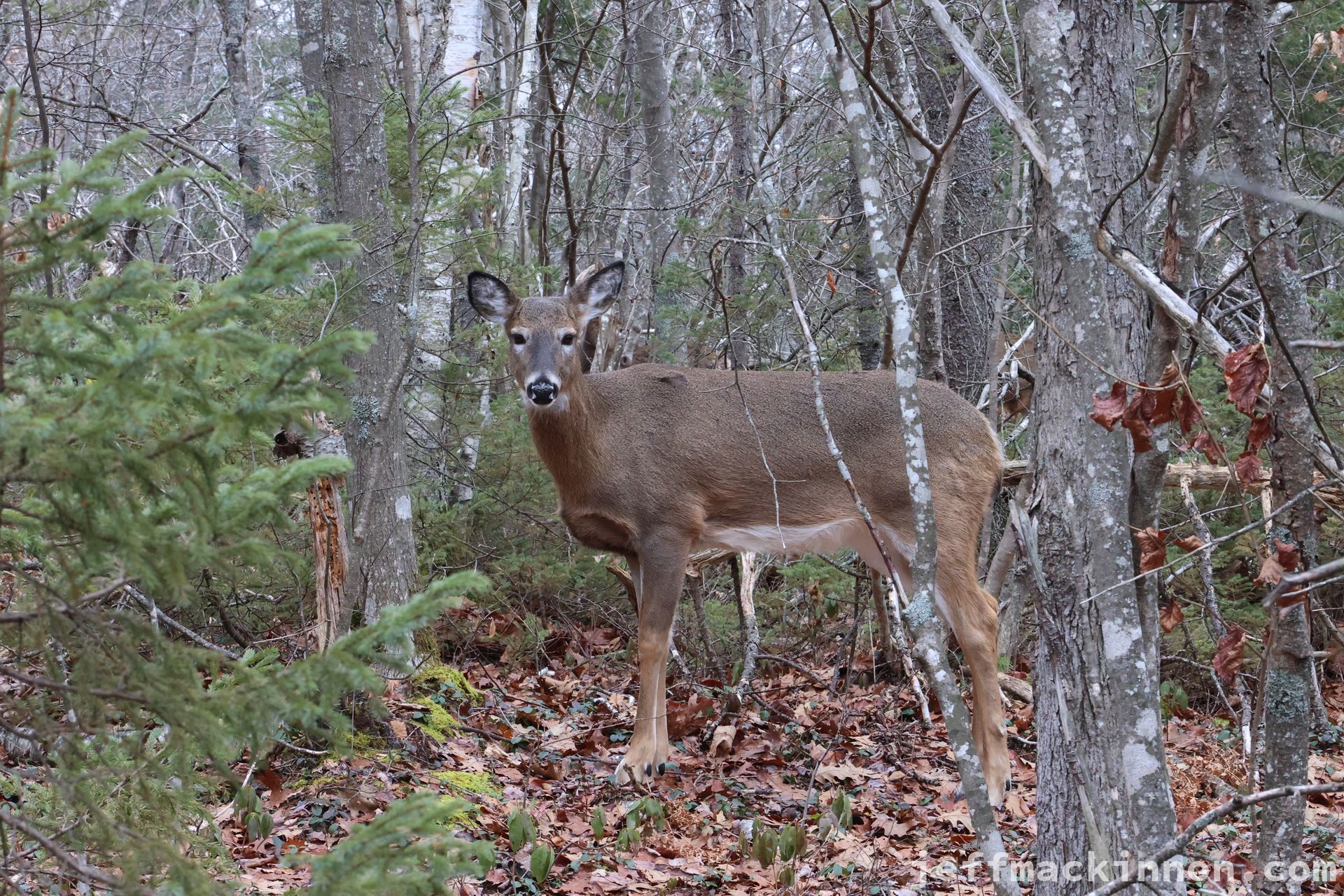 Whitetail deer in the woods