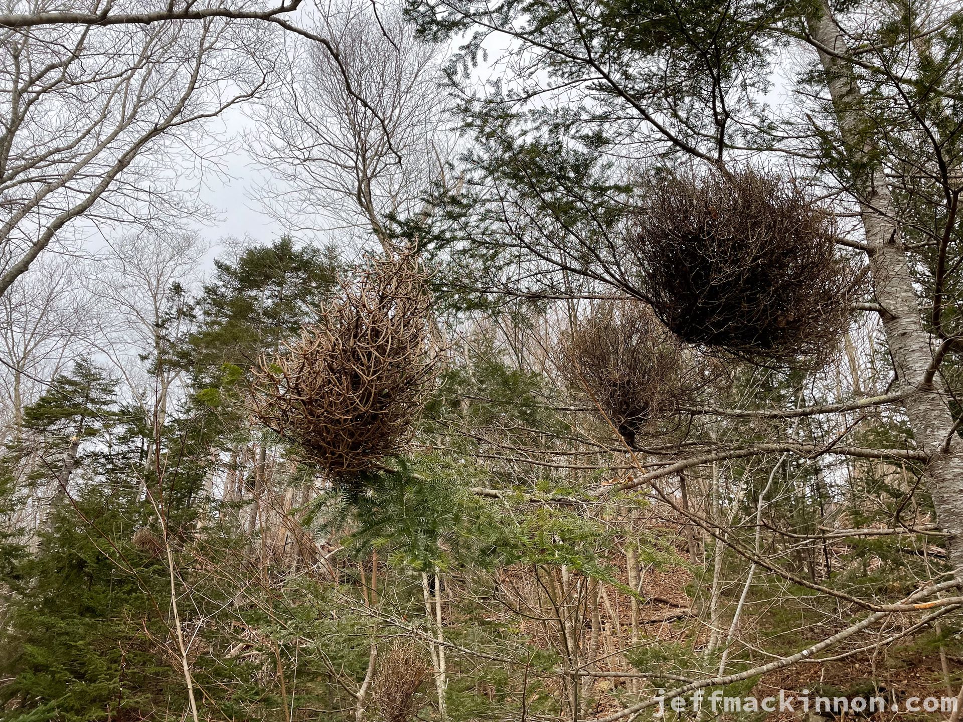 strange growth on a spruce tree.