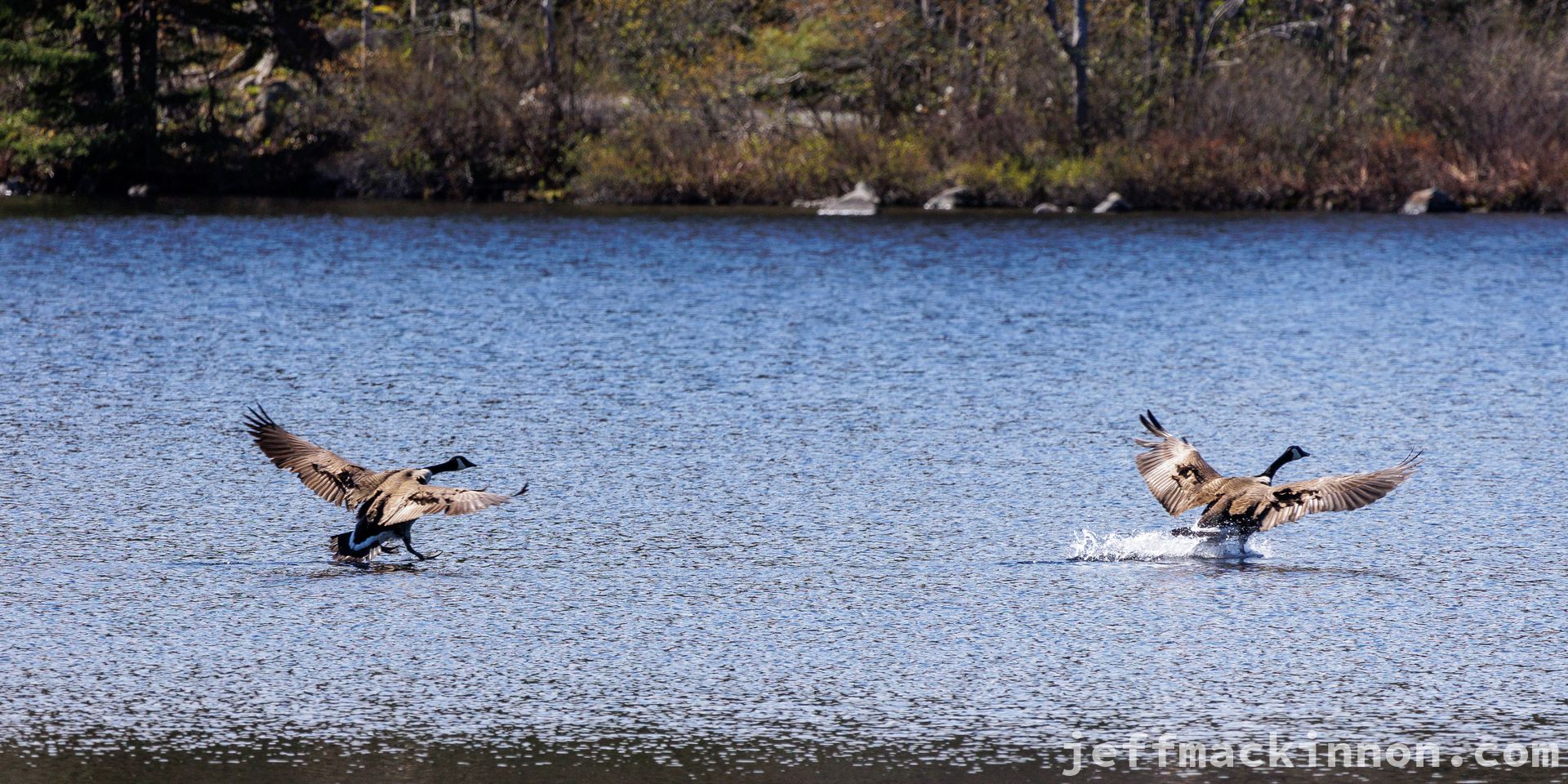 Canada Geese Landing