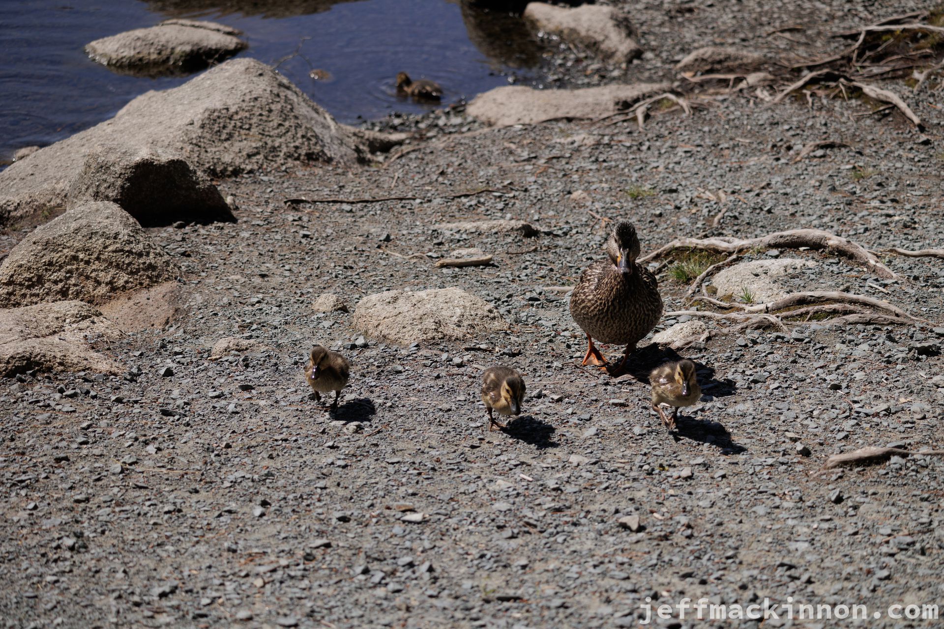 ducklings