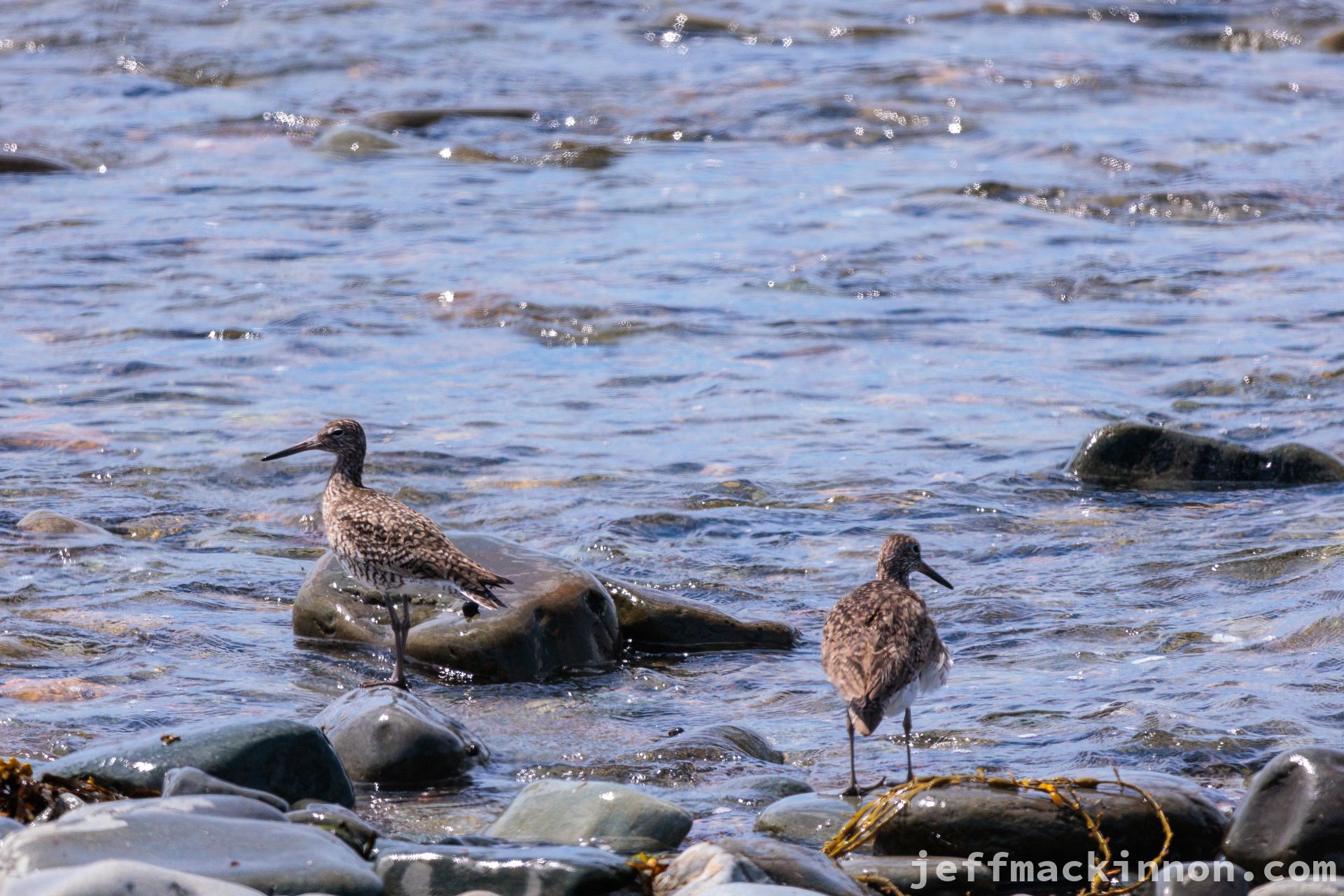 birds on the beach
