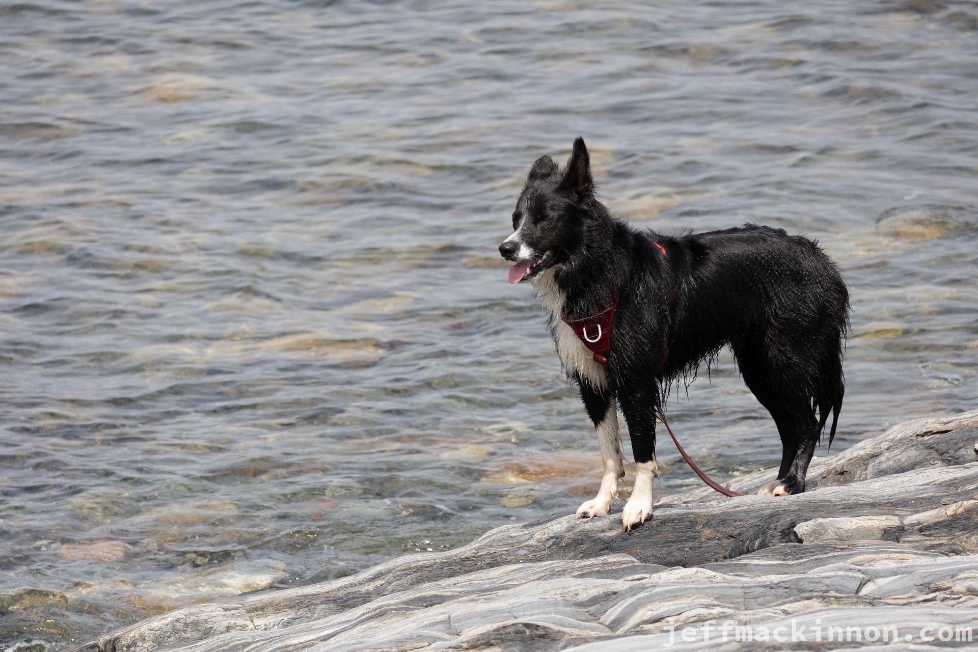 Dog alone on the beach