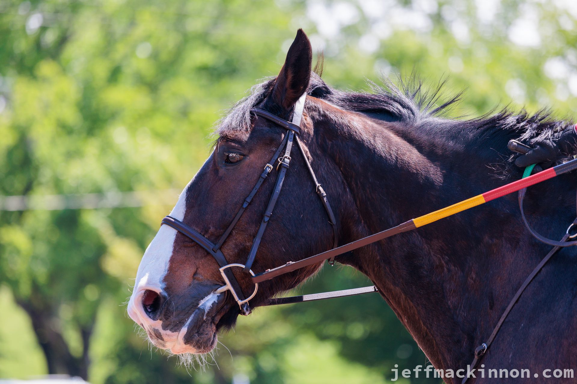 Beautiful horse at the Halifax Wanderers