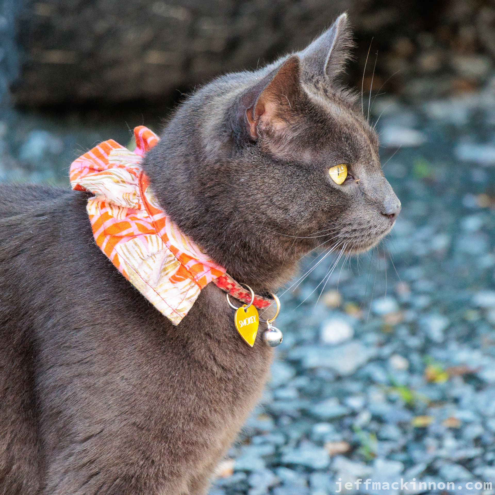 Smokey the cat.
