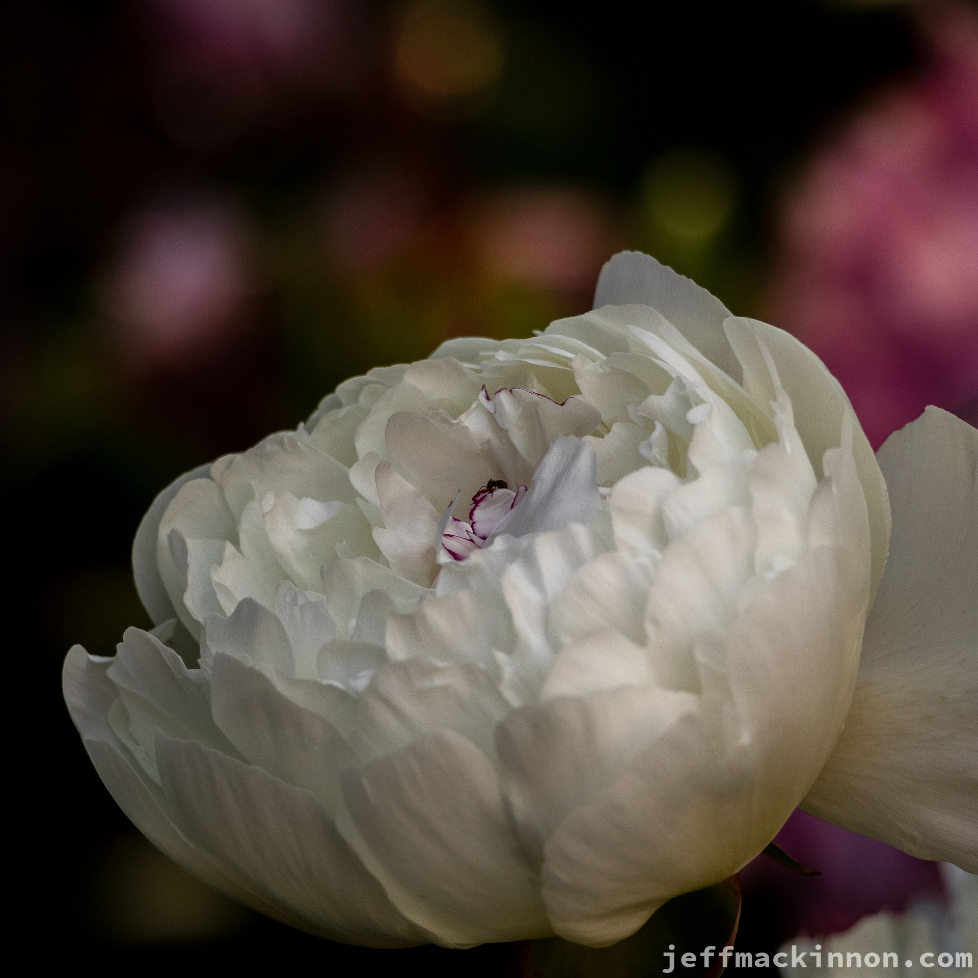 Beautiful flowers.