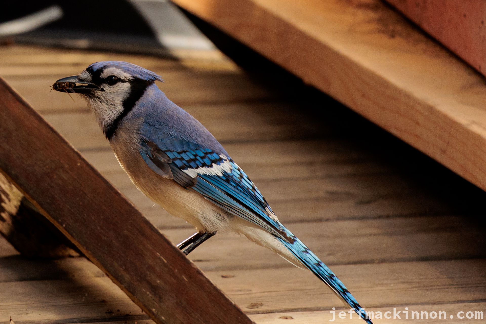 Bluejay Hanging out