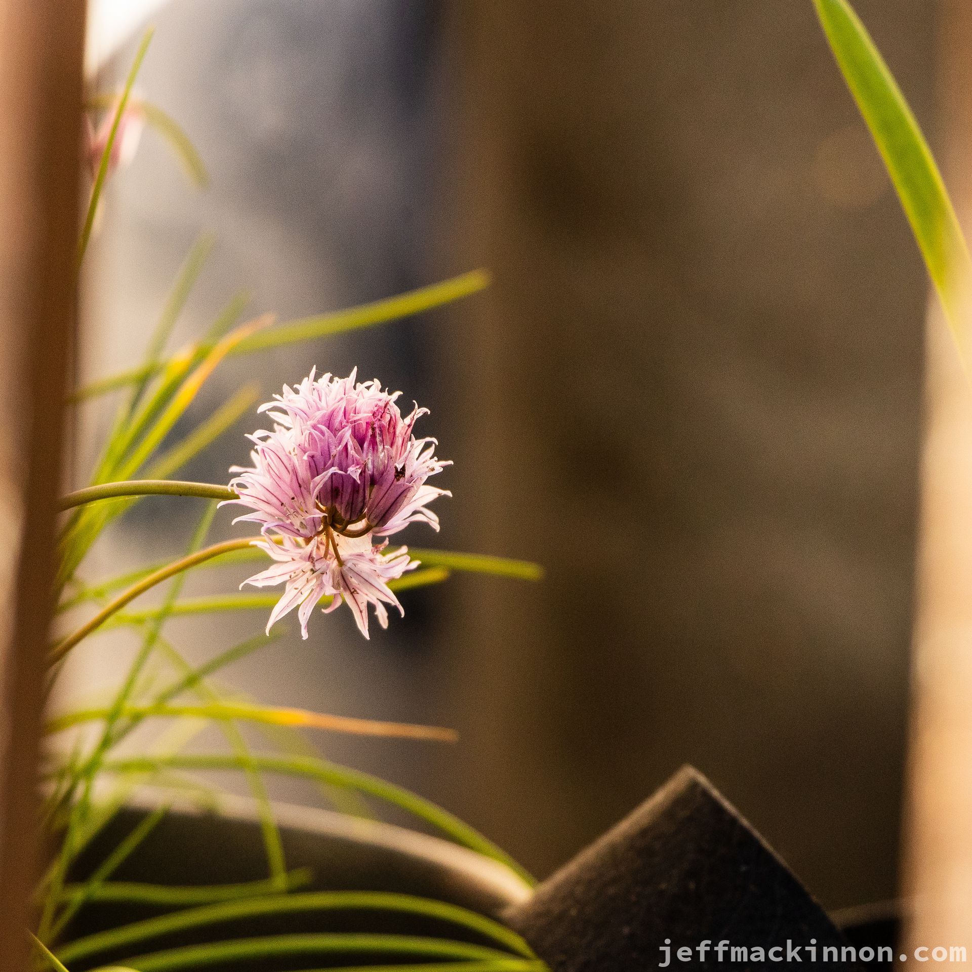 Chives in the sun.
