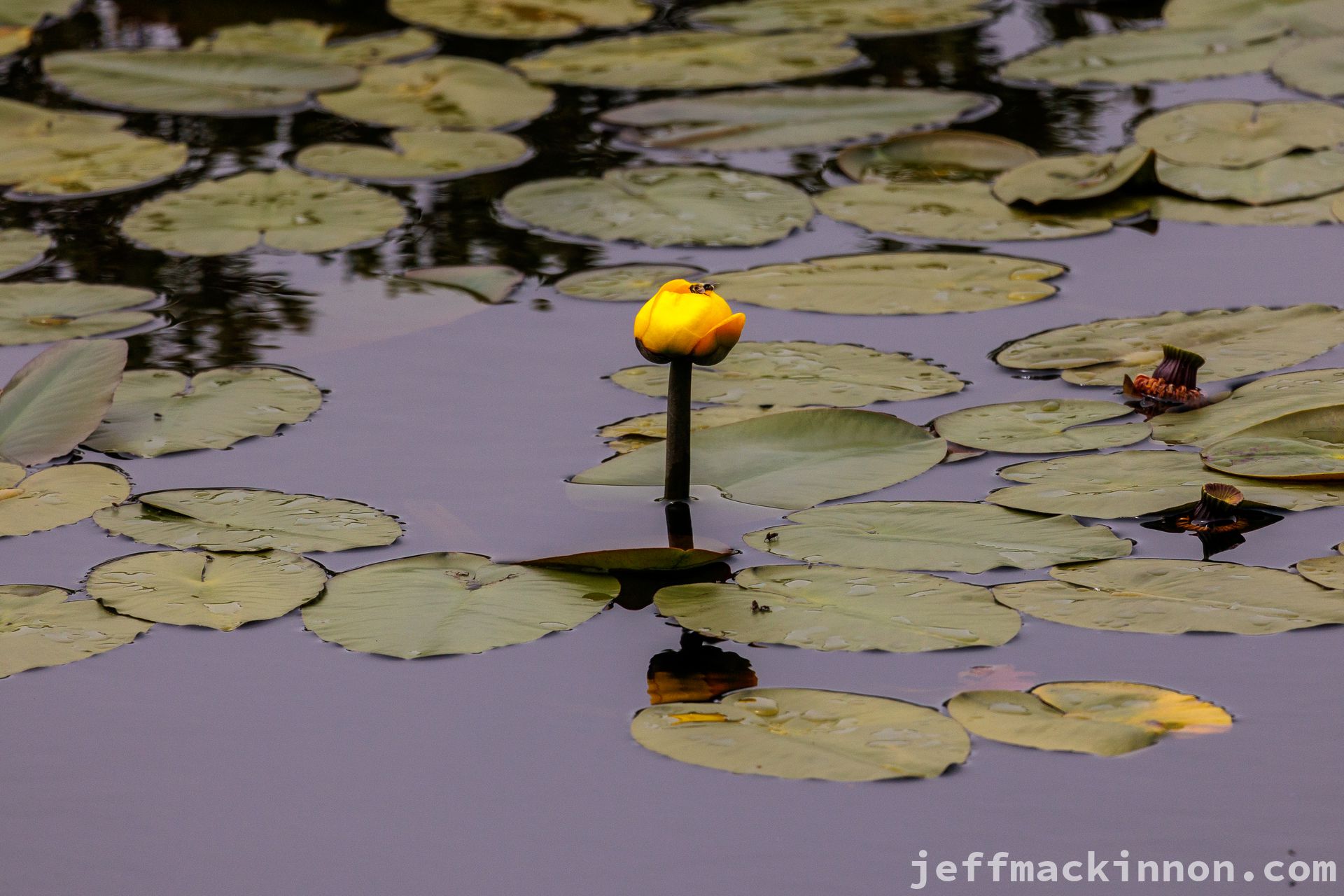 Pretty Flower in a pond