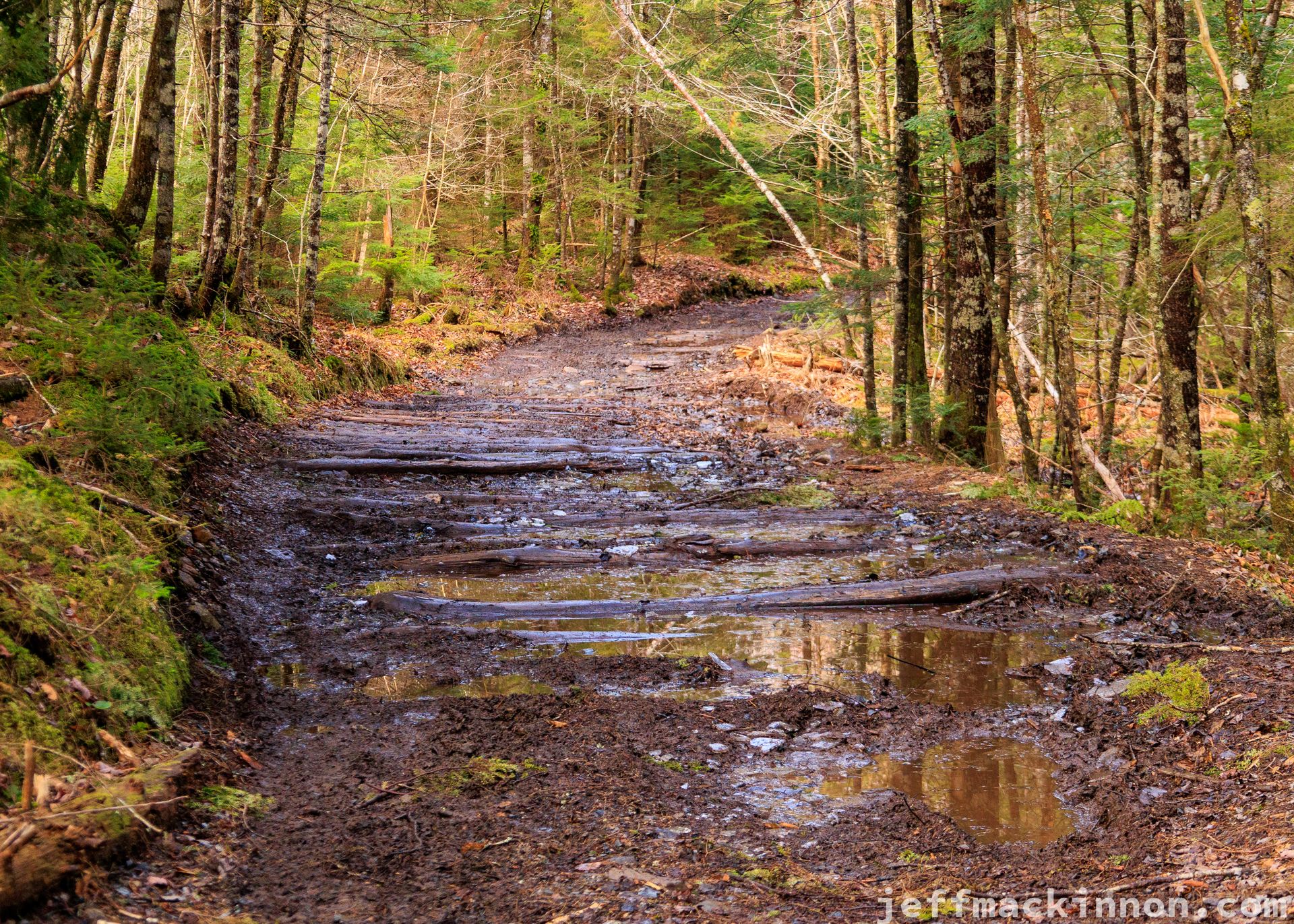Muddy trail with logs laid down to make passable.
