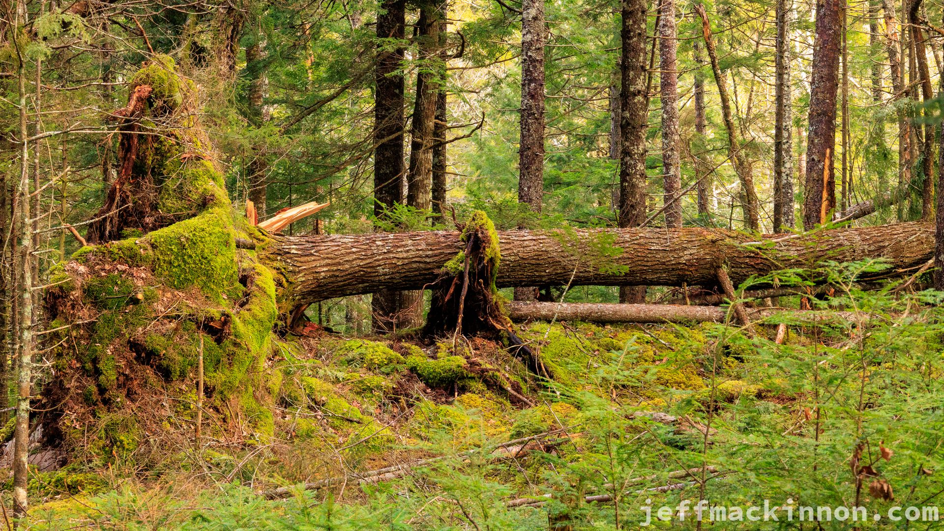 Green on the fallen trees