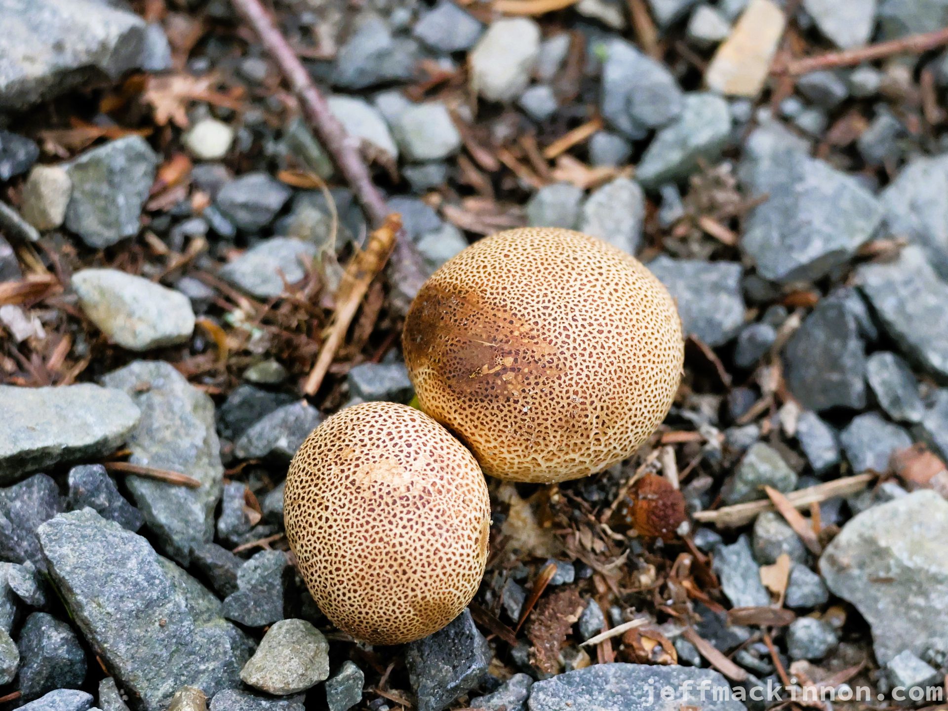 two mushrooms poking through the gravel beside the the main path.