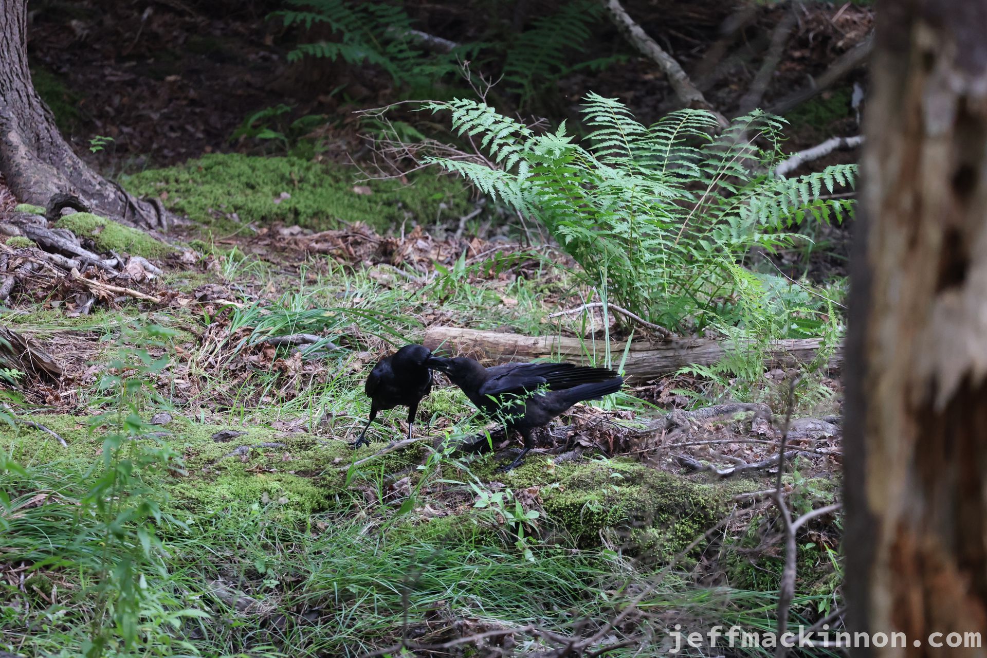 Two crows through some trees pecking at eachother for a scrap of food one flew in with.