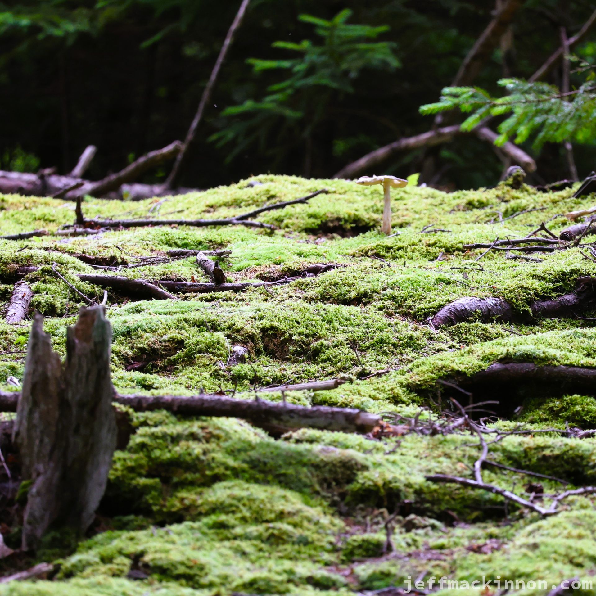 A single mushroom poking out at the top of the frame with a green mossy forest floor.