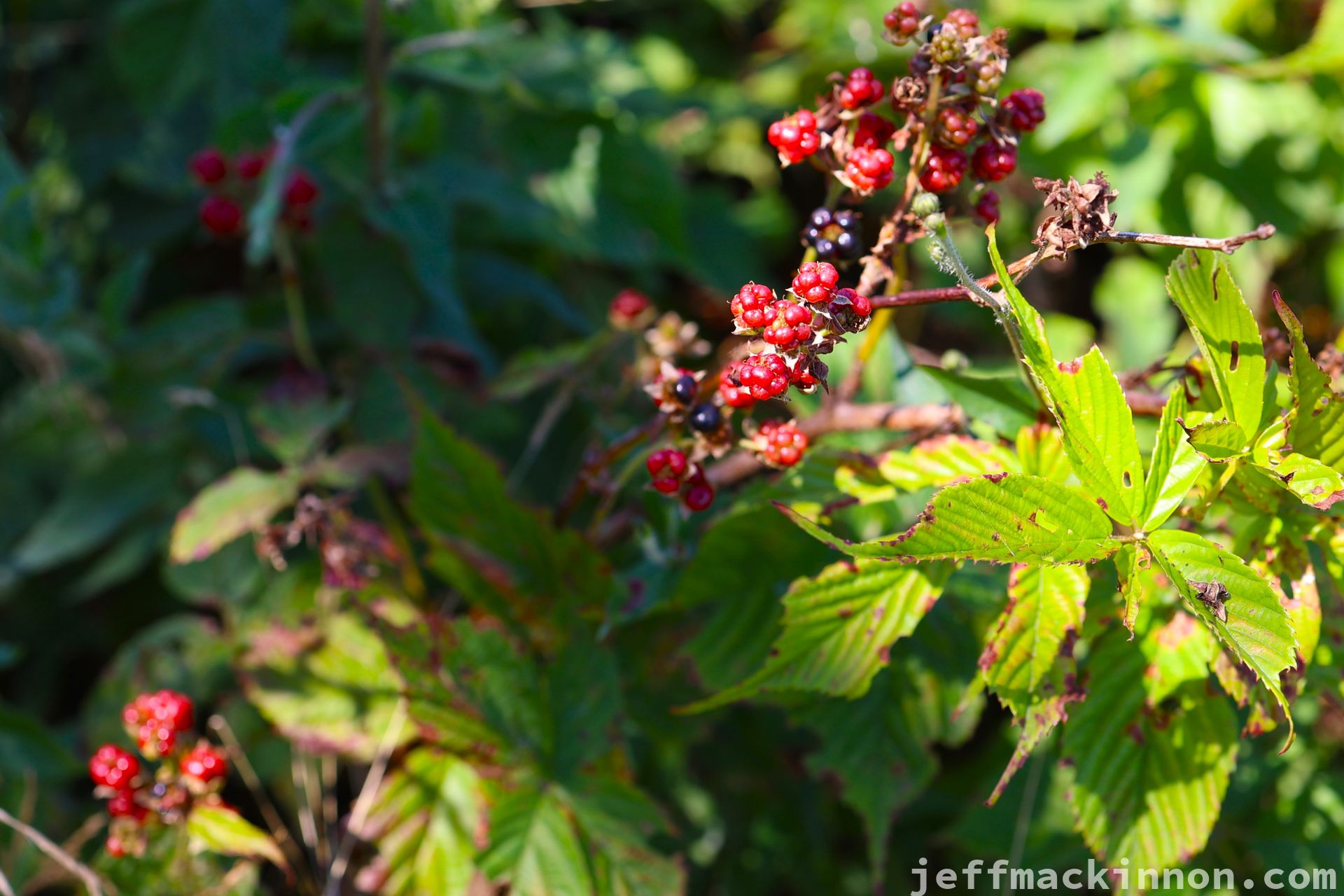 A picture of raspberries starting to ripen