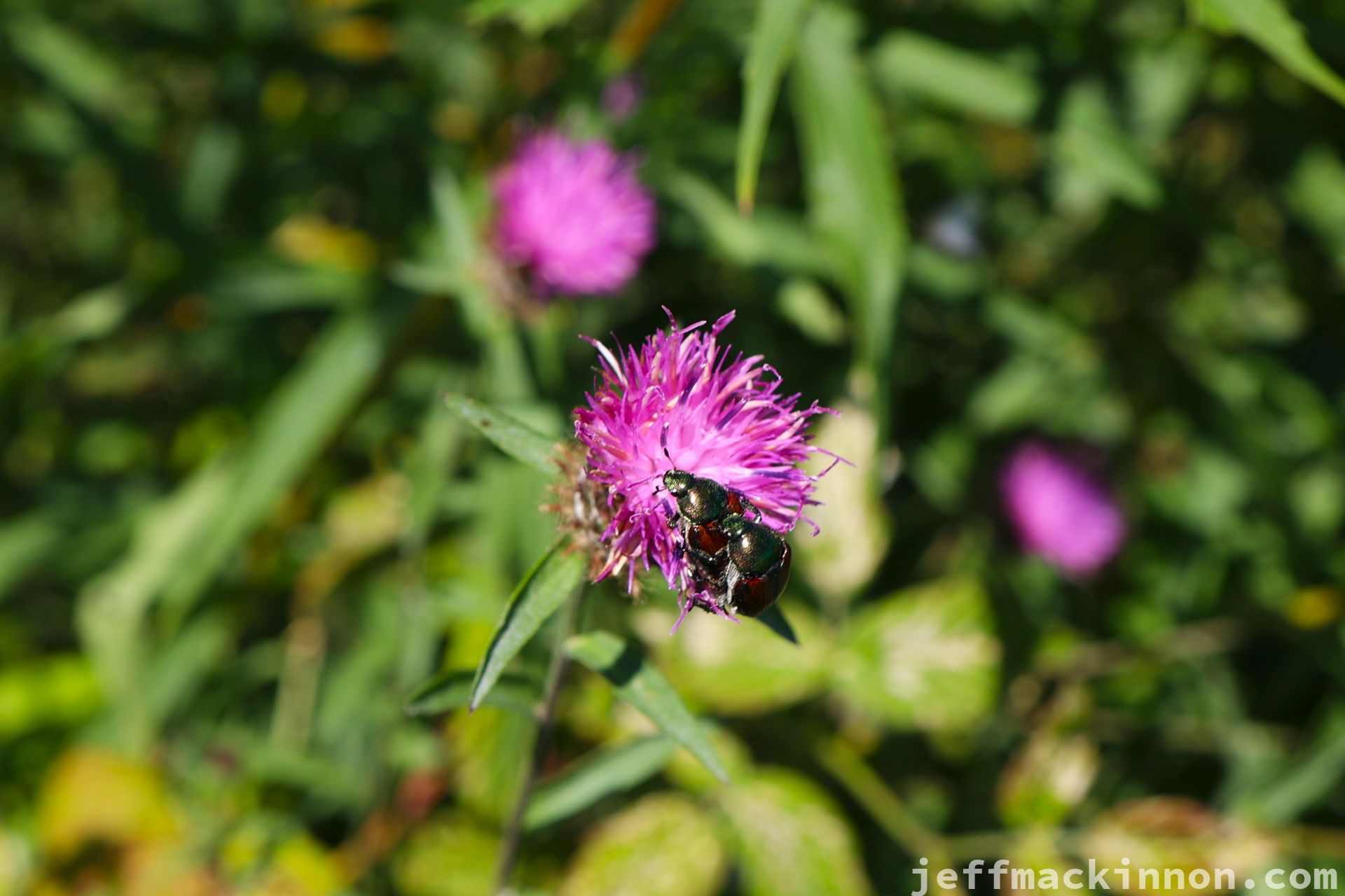 a couple japanese beetles having fun on a thistle