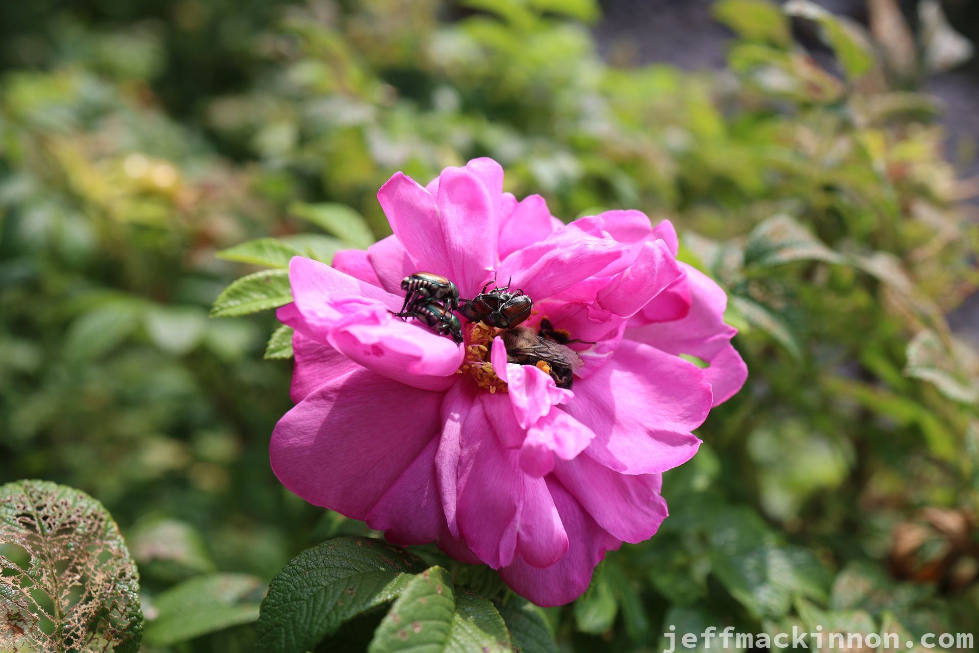 two pairs of japanese beetles getting it on in a pink flower with a bee also just trying to find space for the nectar it needs.