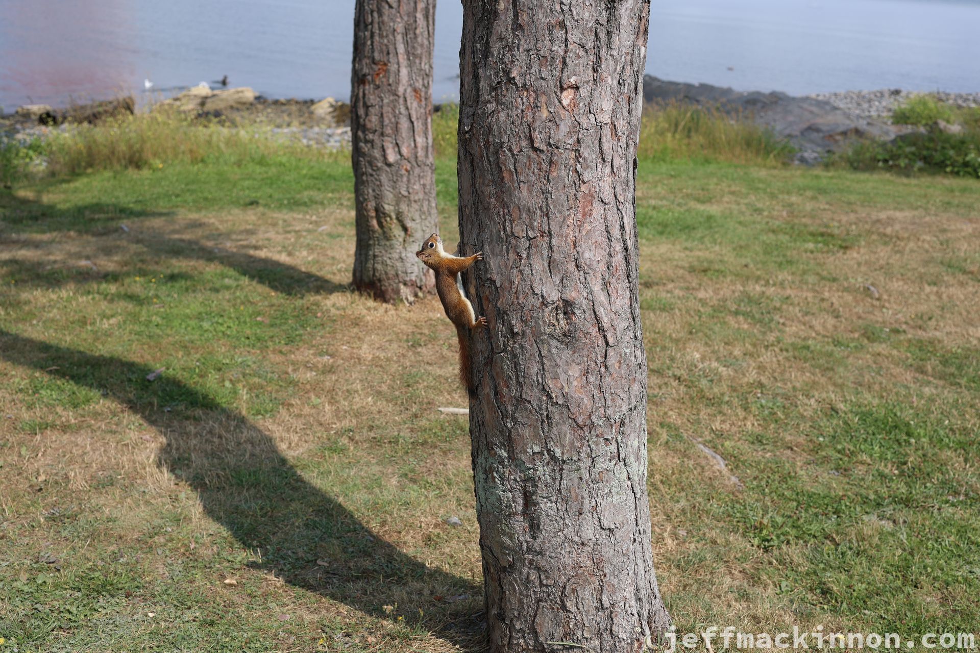 A small squirrel on a tree waiting for a kid to come around with nuts or seeds to feed it.
