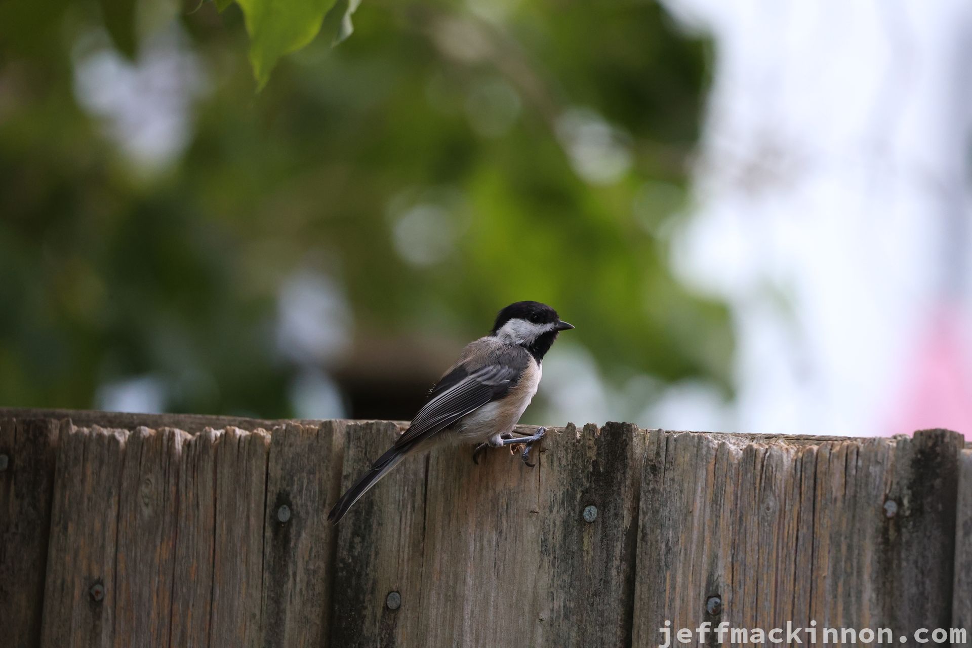 a small grey and white bird on a fence.